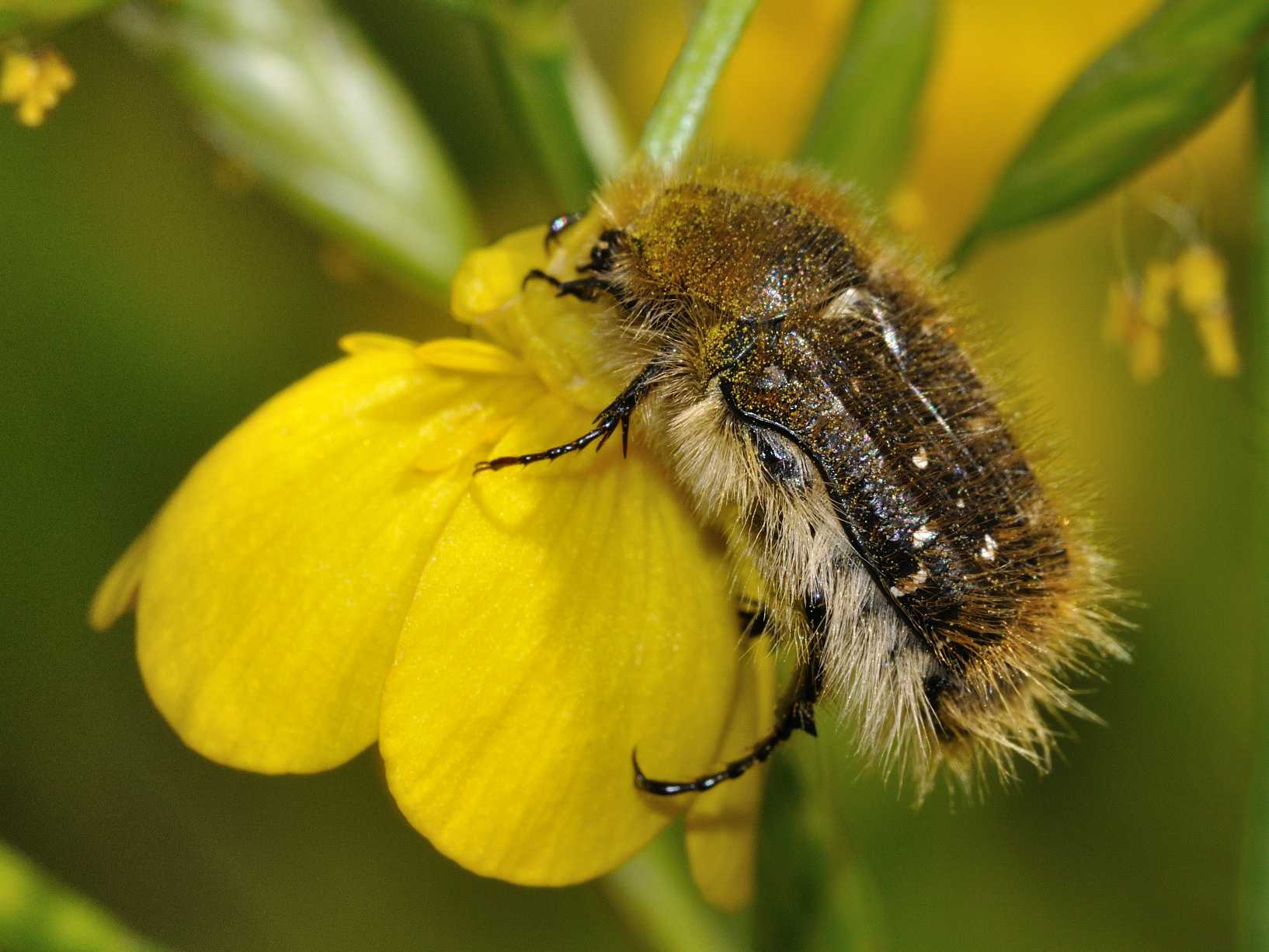 Tropinota squalida o hirta