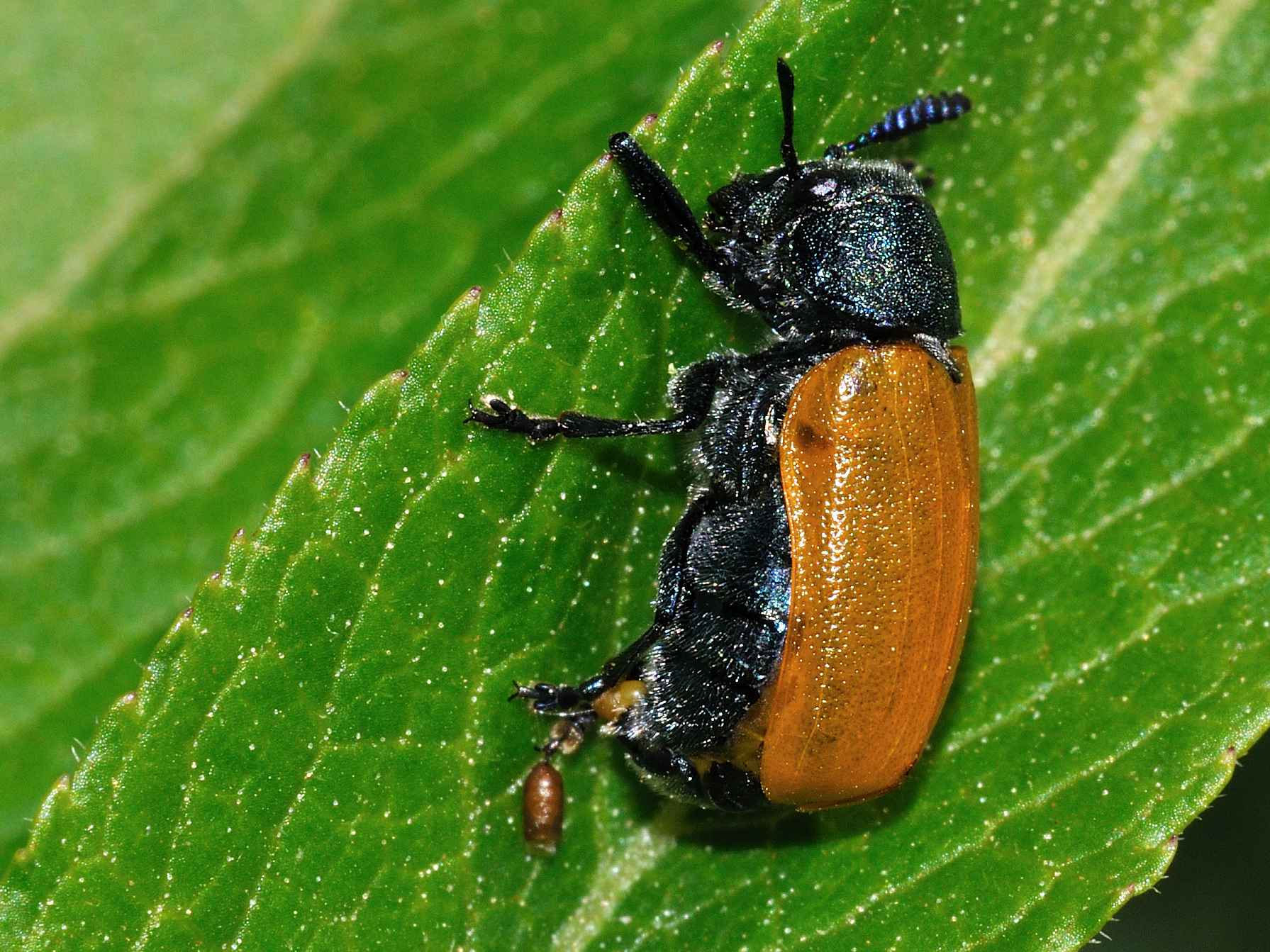 femmina di Labidostomis taxicornis in deposizione