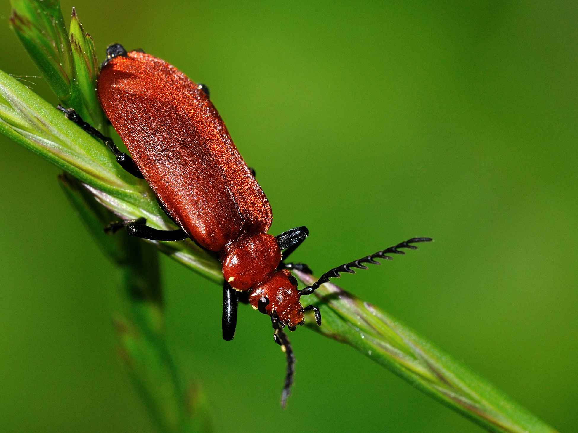 Pyrochroa serraticornis (Pyrochroidae).