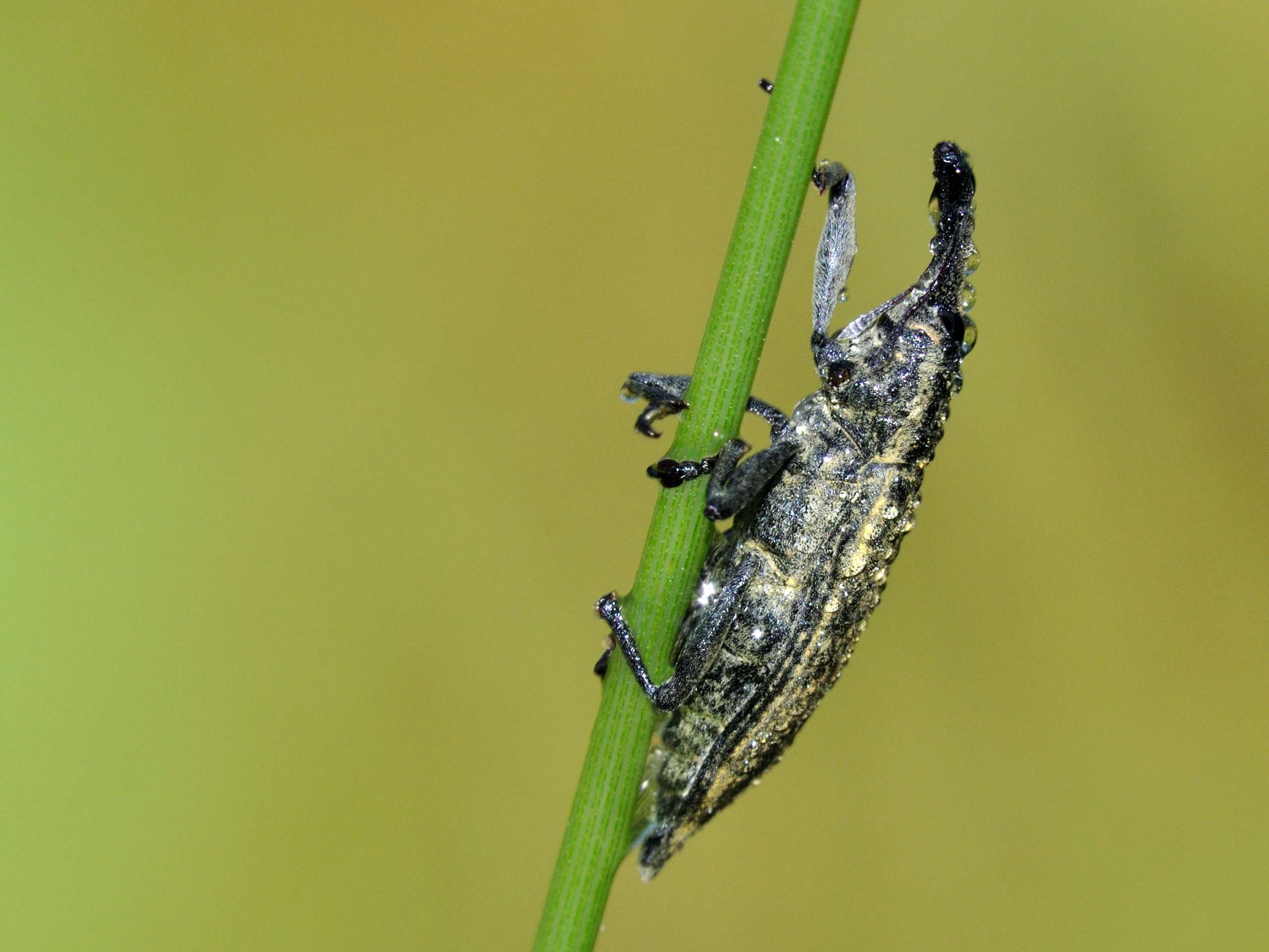 Lixus sp.
