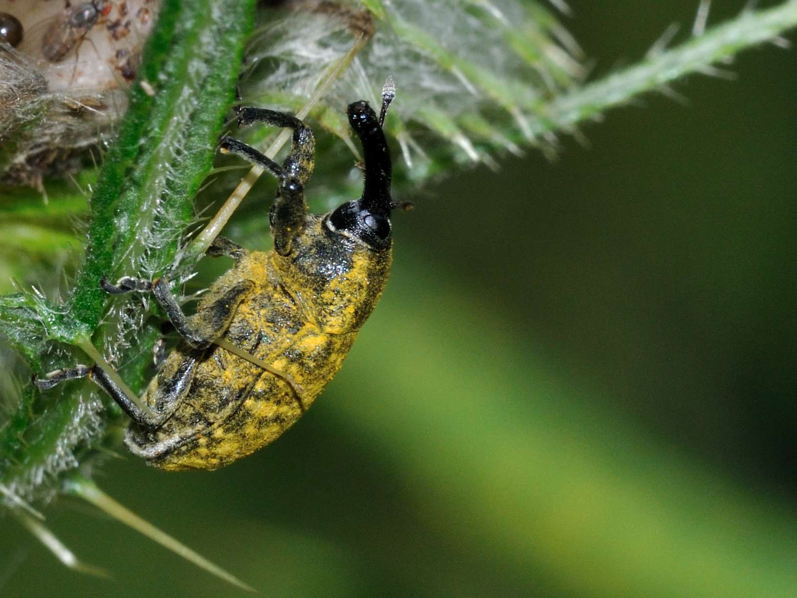Larinus sp.