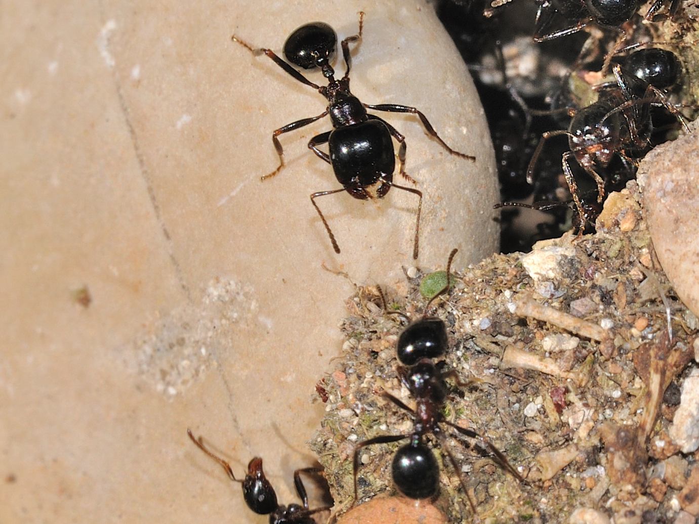 Messor cfr meridionalis