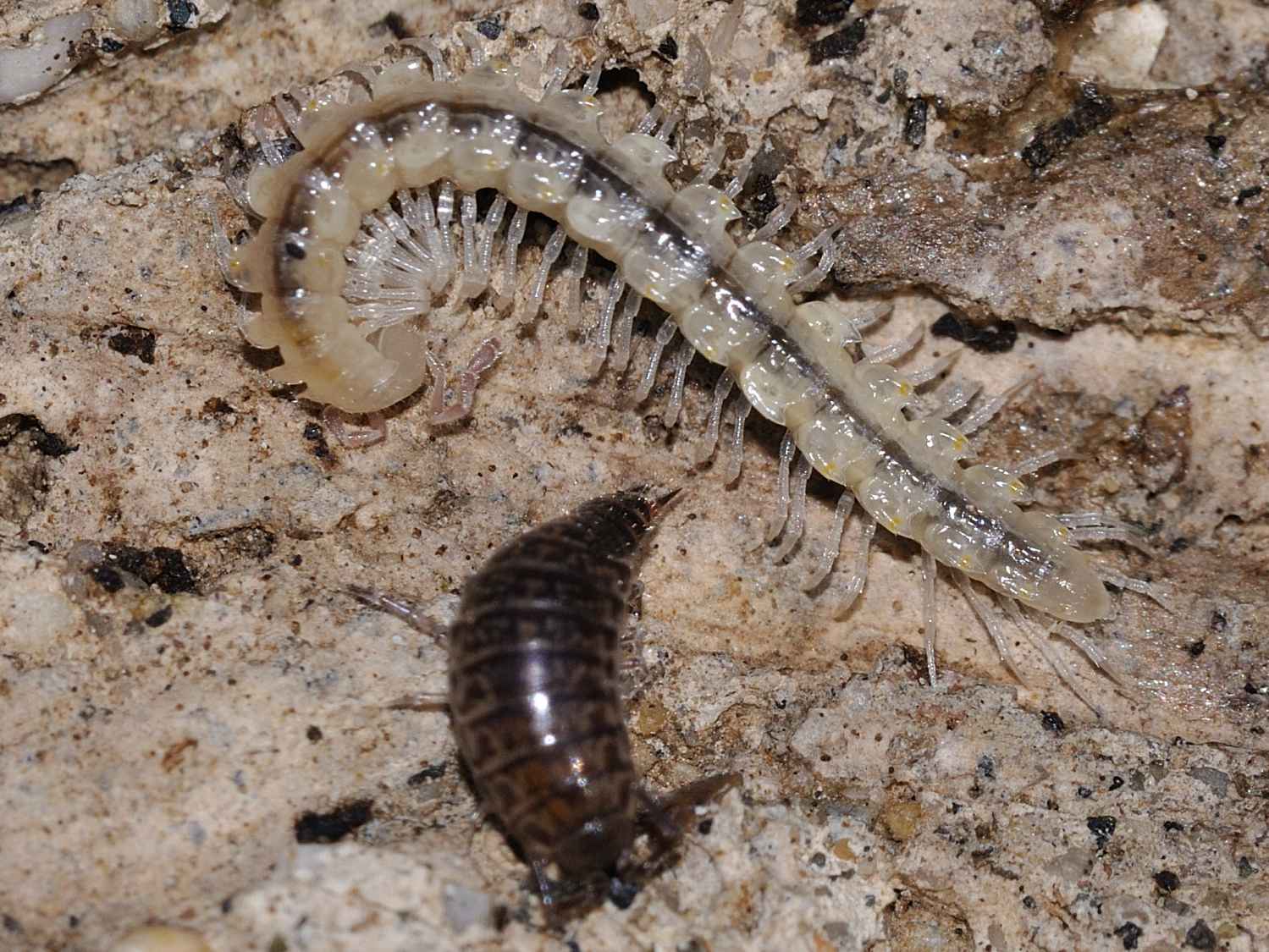 ID Diplopoda n.1 (Polydesmidae)