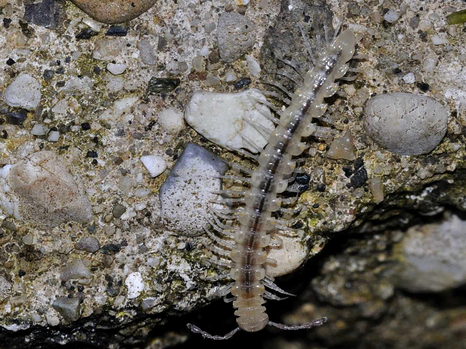 ID Diplopoda n.1 (Polydesmidae)