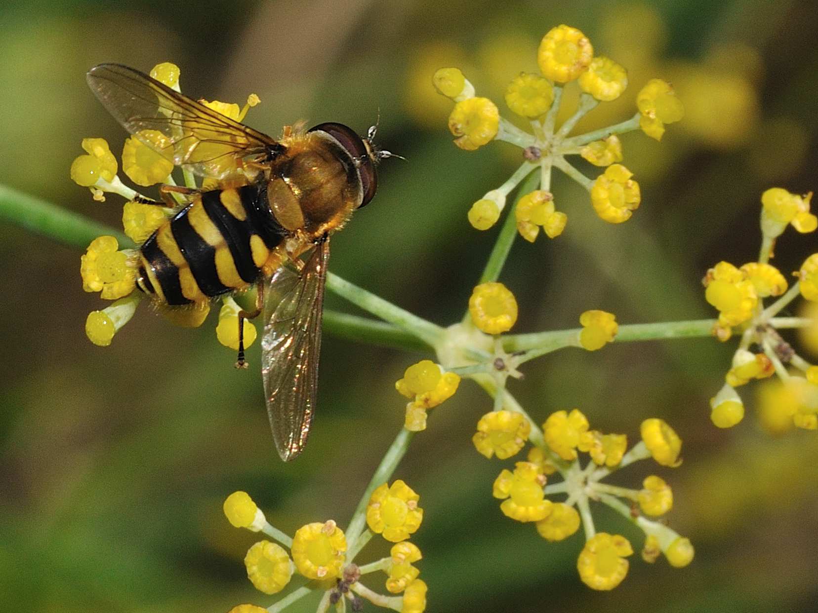 ID Syrphidae