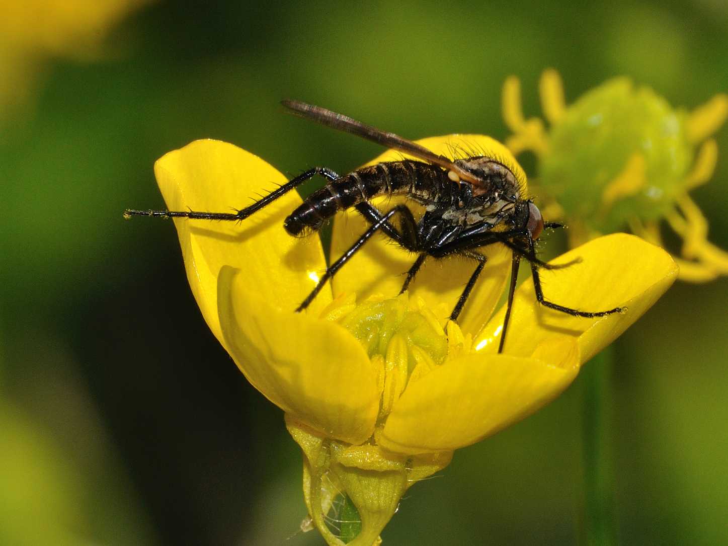 ID Diptera n.1