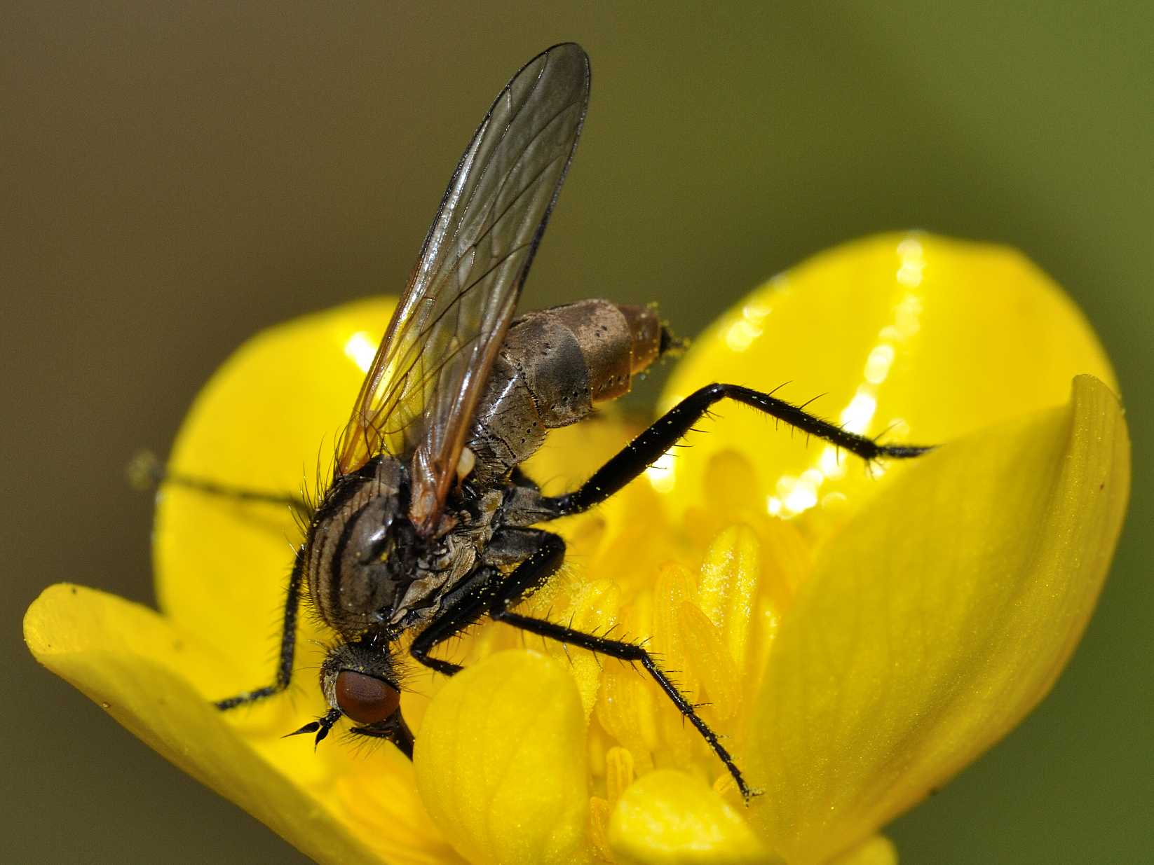 ID Diptera n.1