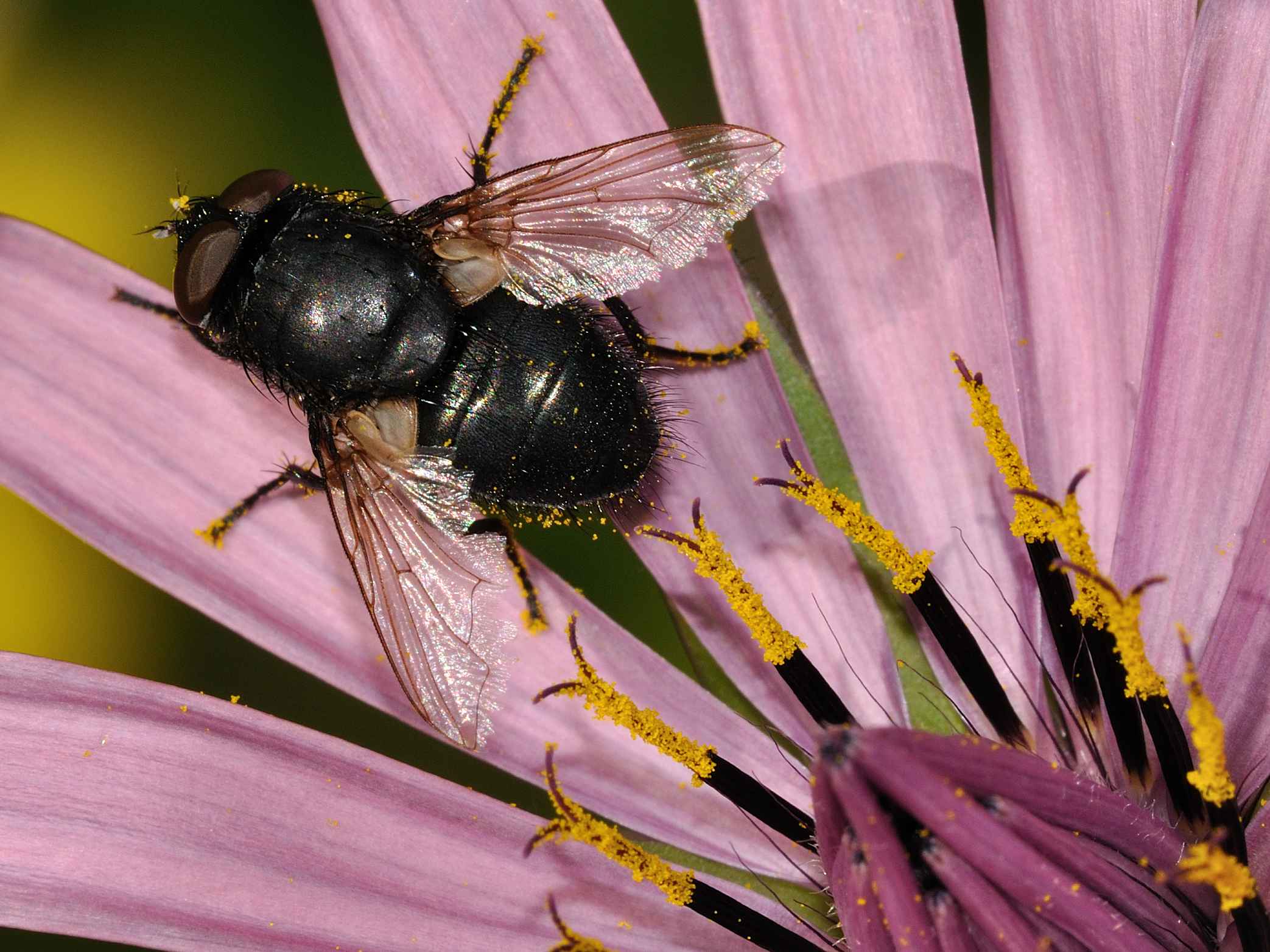 ID Diptera