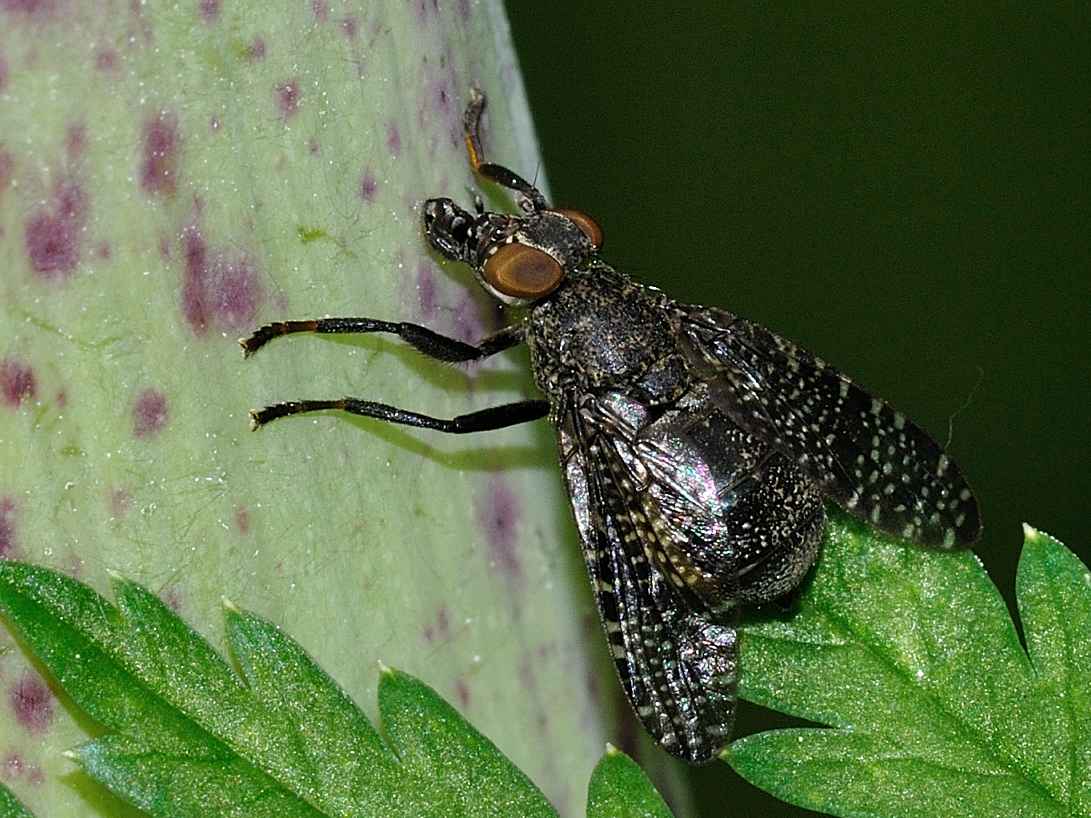 ID Diptera n.1