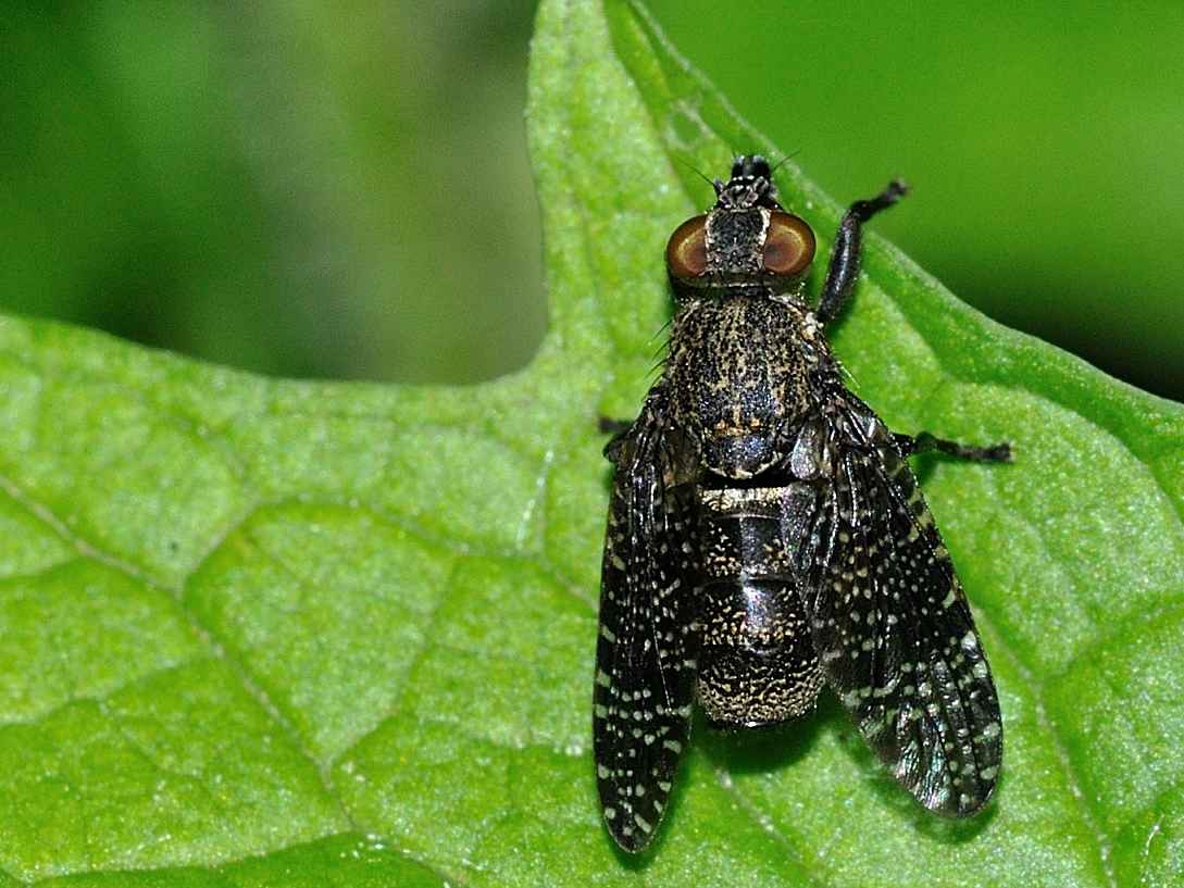 ID Diptera n.1