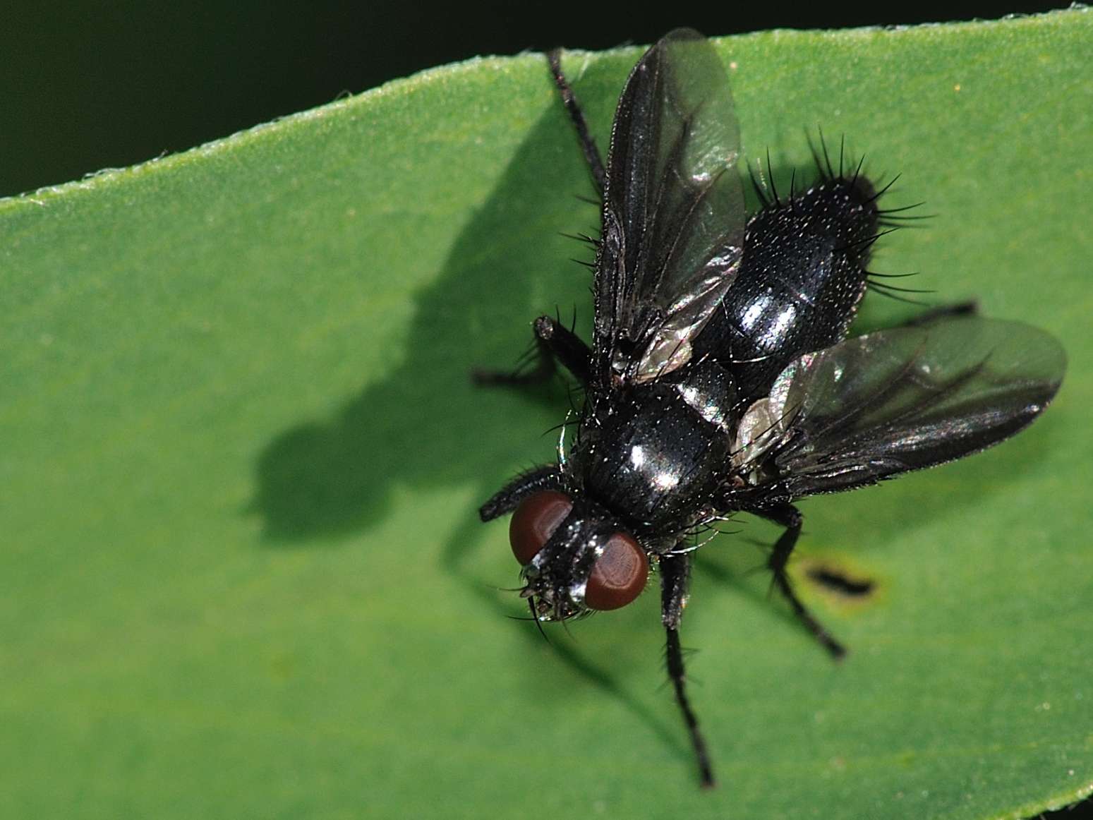 Tachinidae ?