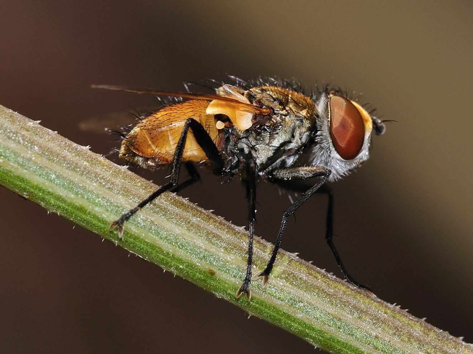 Tachinidae trib Phasini