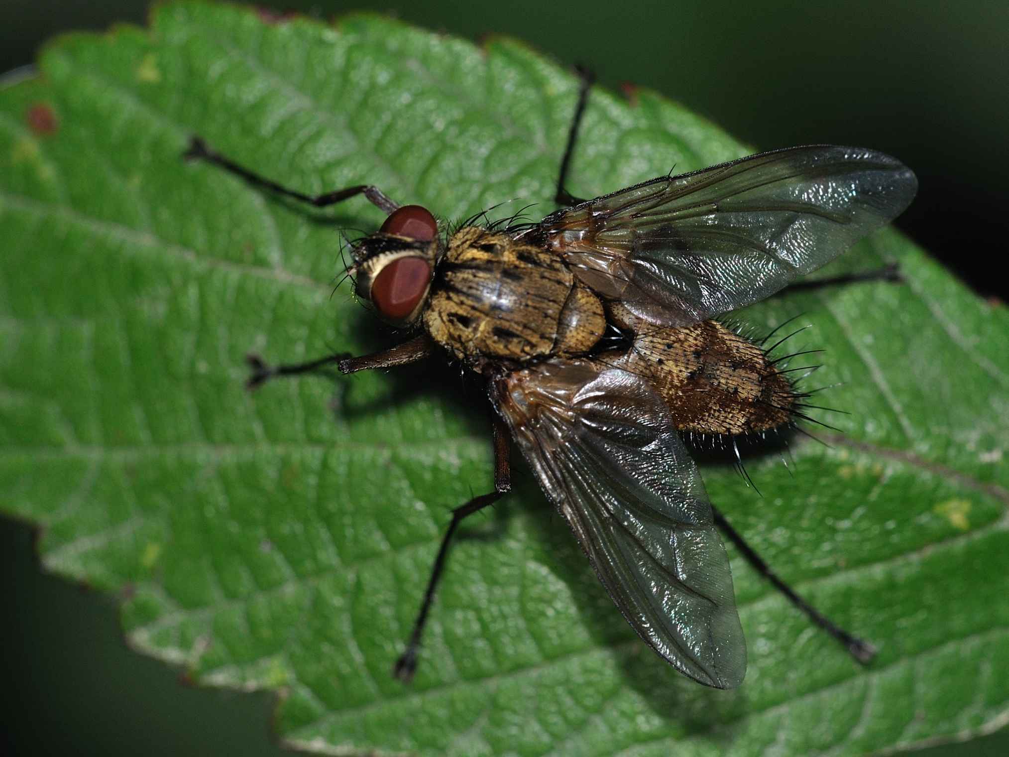 Tachinidae