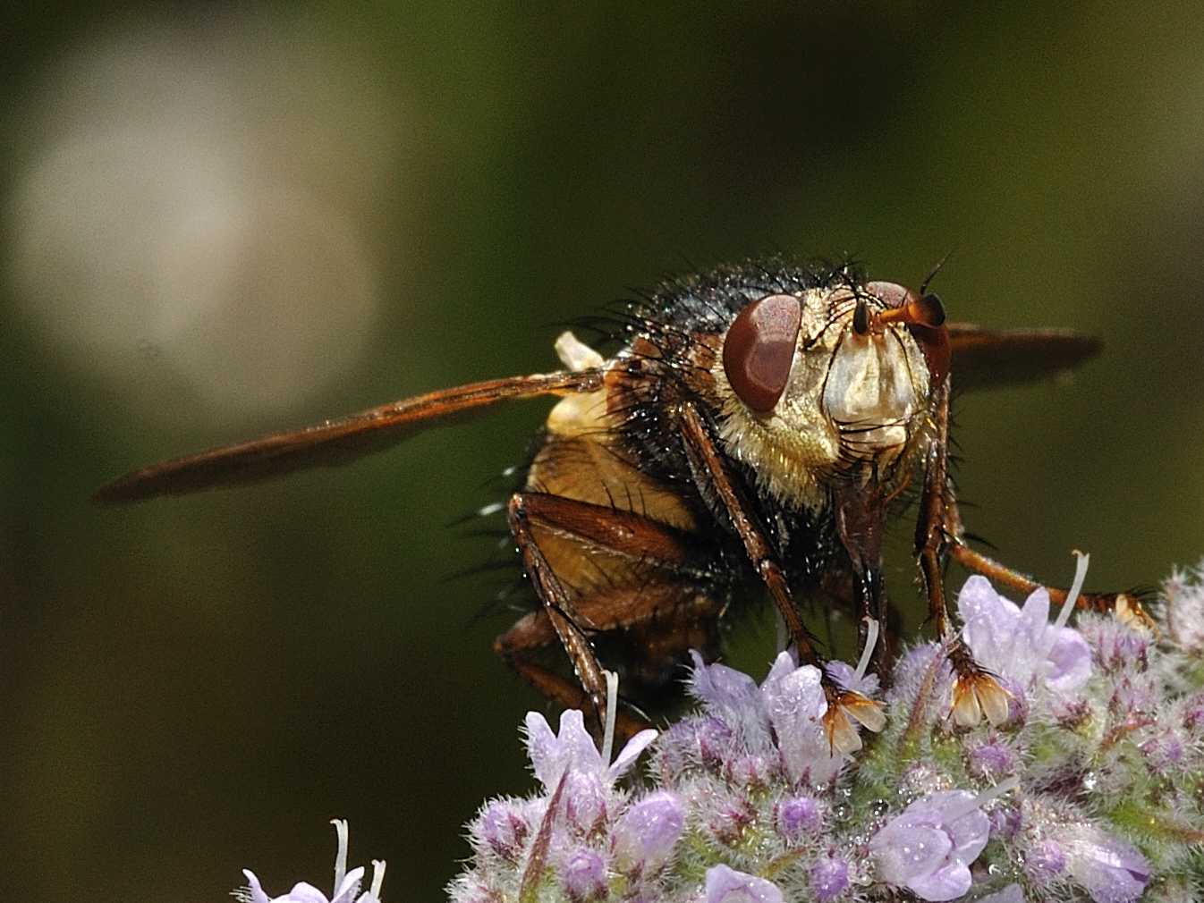 Tachina fera ♂ (Tachinidae)