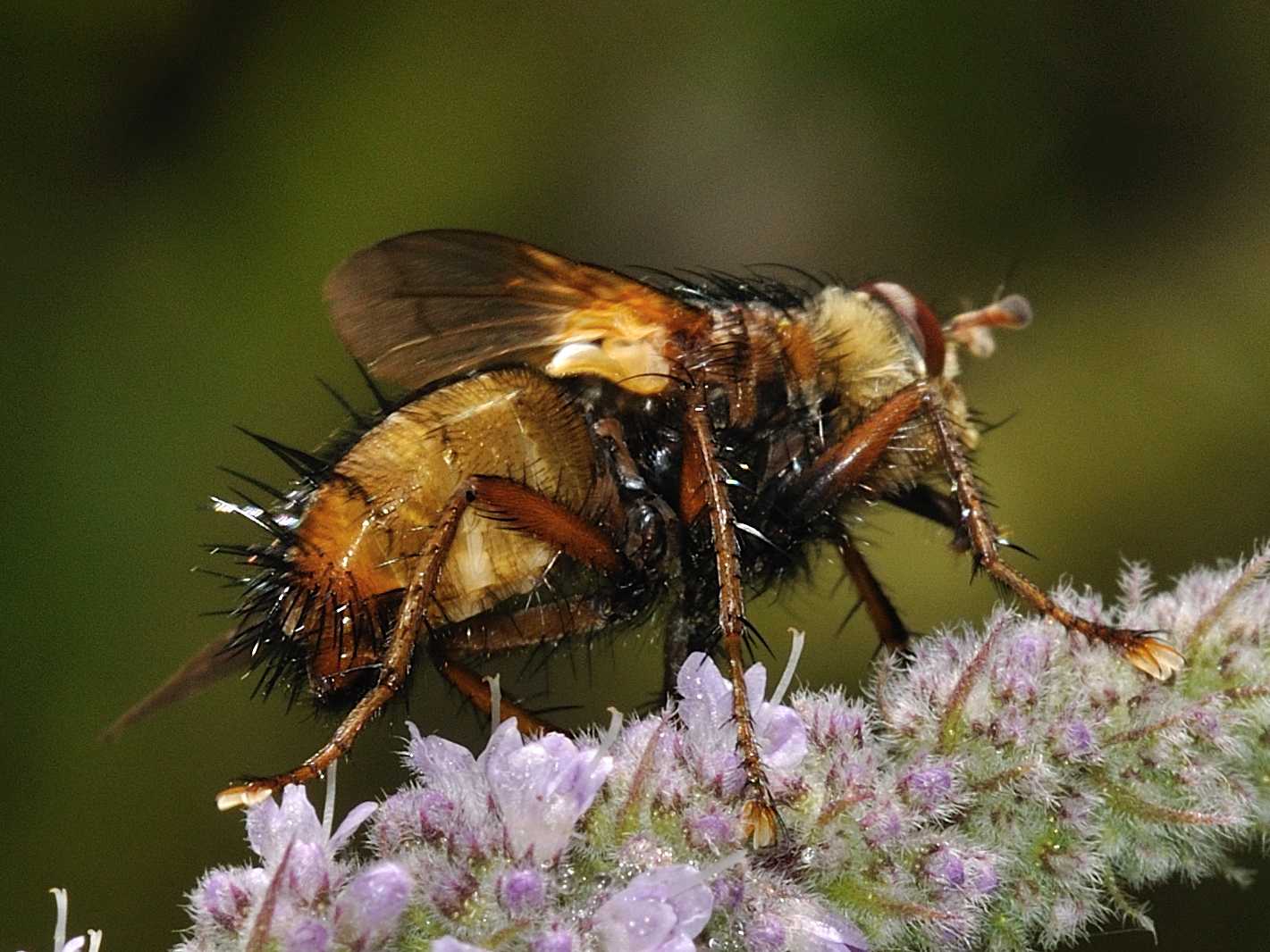 Tachina fera ♂ (Tachinidae)