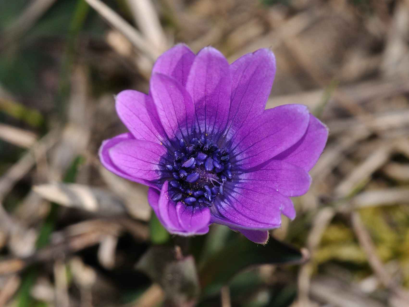 Anemone hortensis