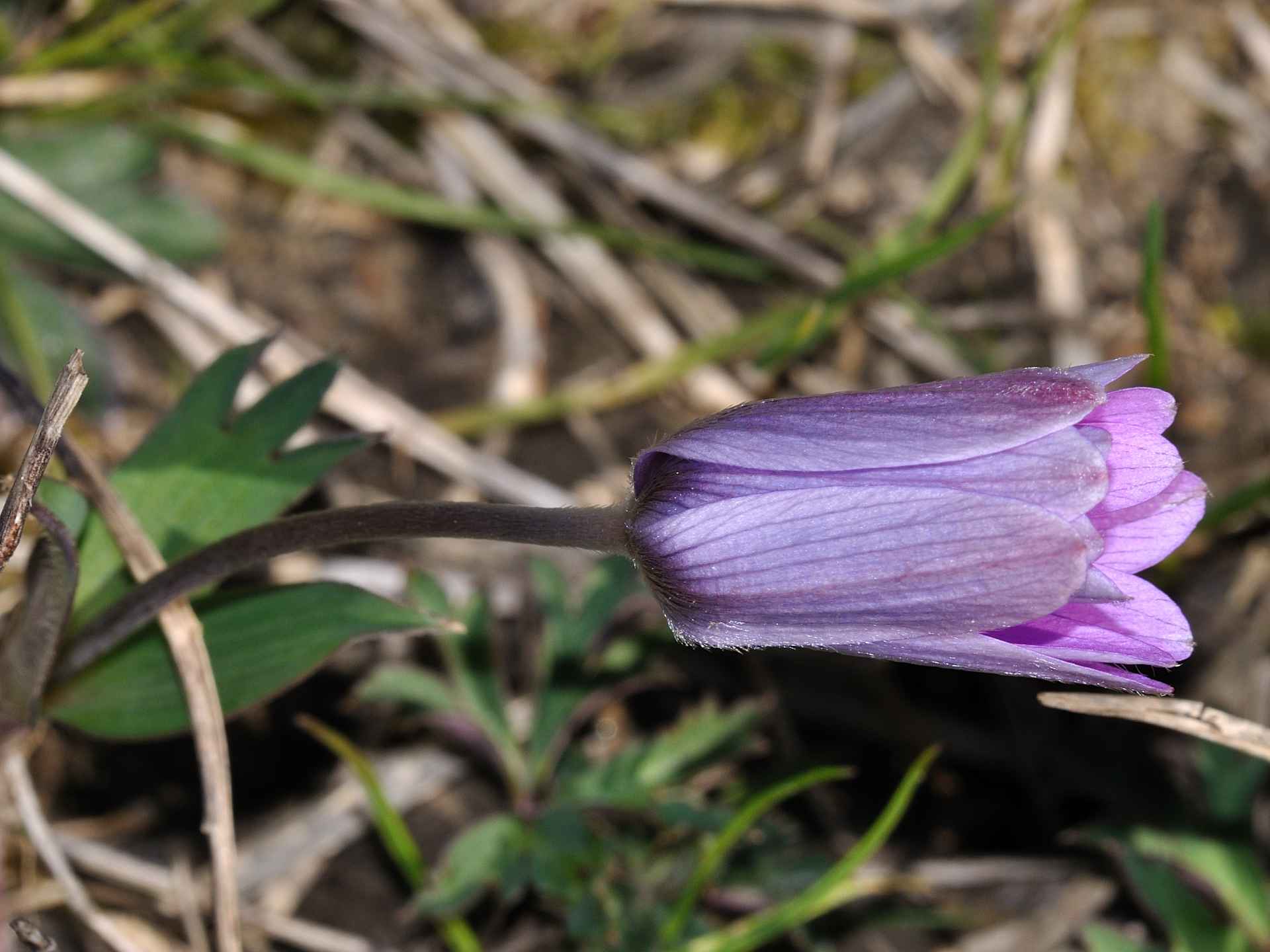 Anemone hortensis