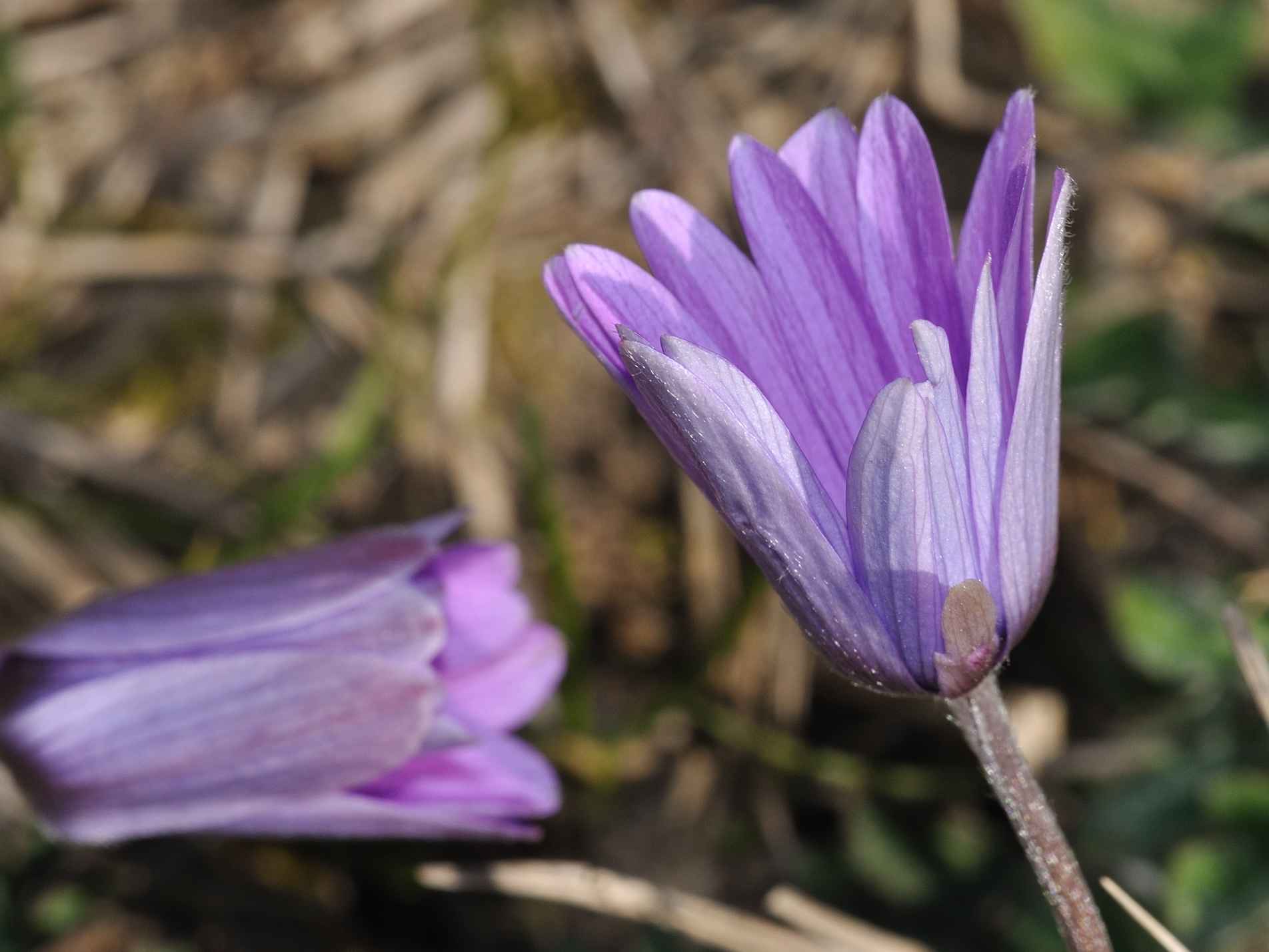 Anemone hortensis