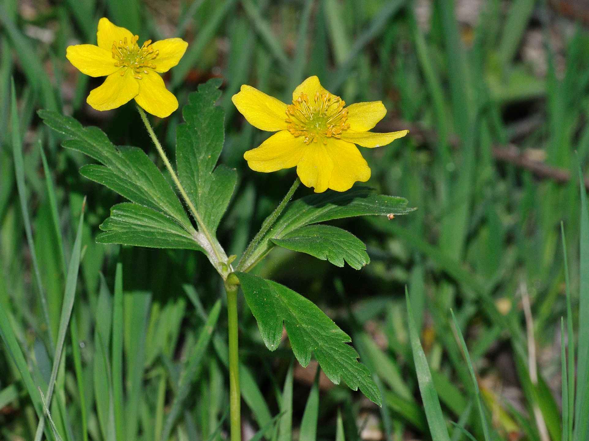 Anemonoides ranunculoides