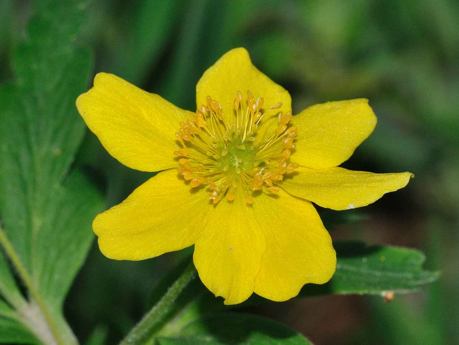 Anemonoides ranunculoides