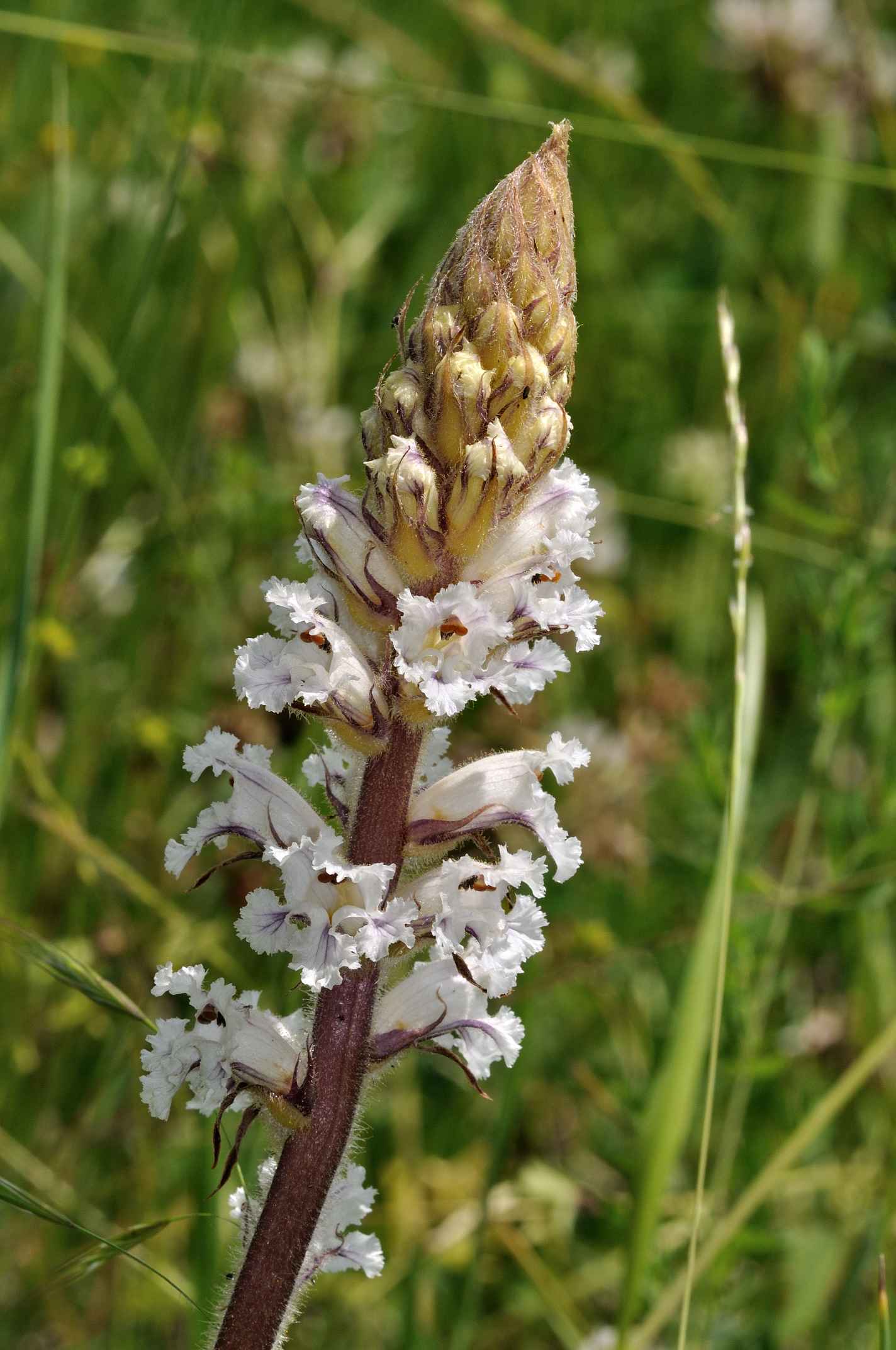 Orobanche crenata / Succiamele delle fave