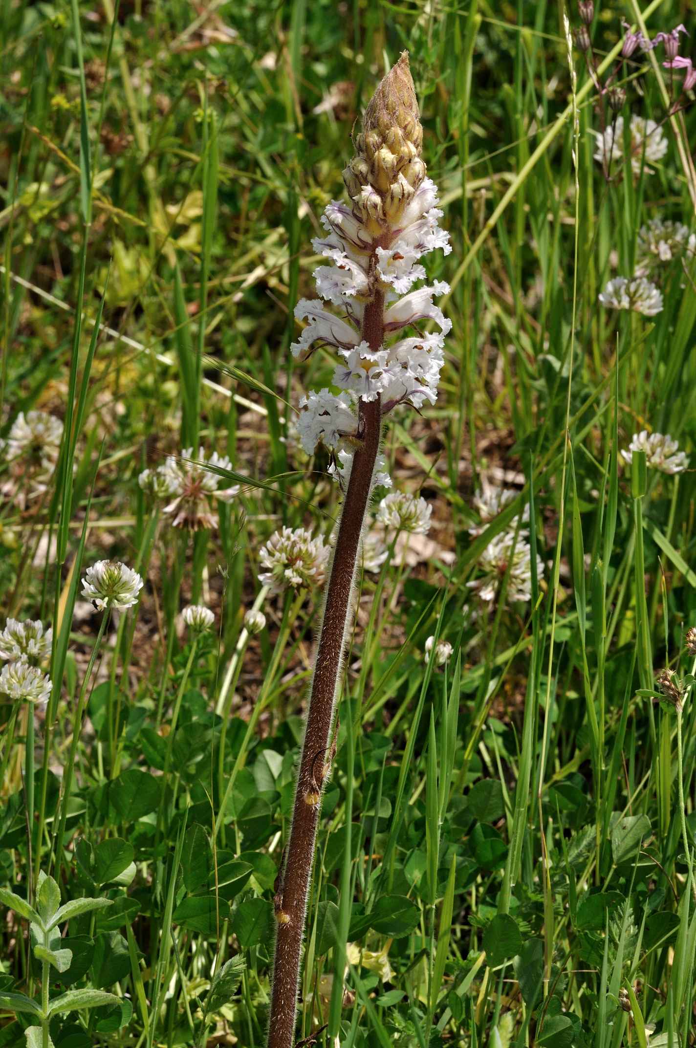 Orobanche crenata / Succiamele delle fave