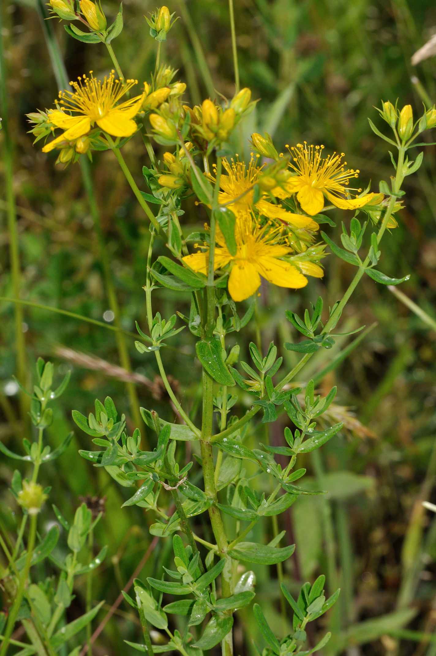 Hypericum perforatum