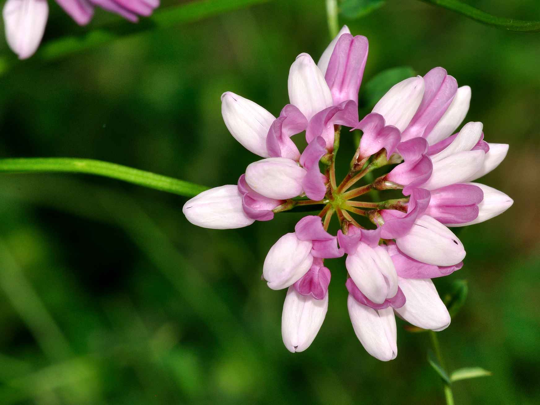 Securigera varia