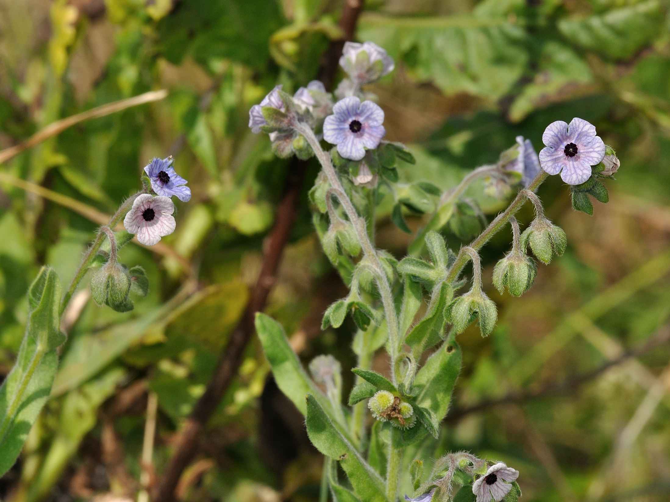 Cynoglossum creticum / Lingua di cane a fiori variegati