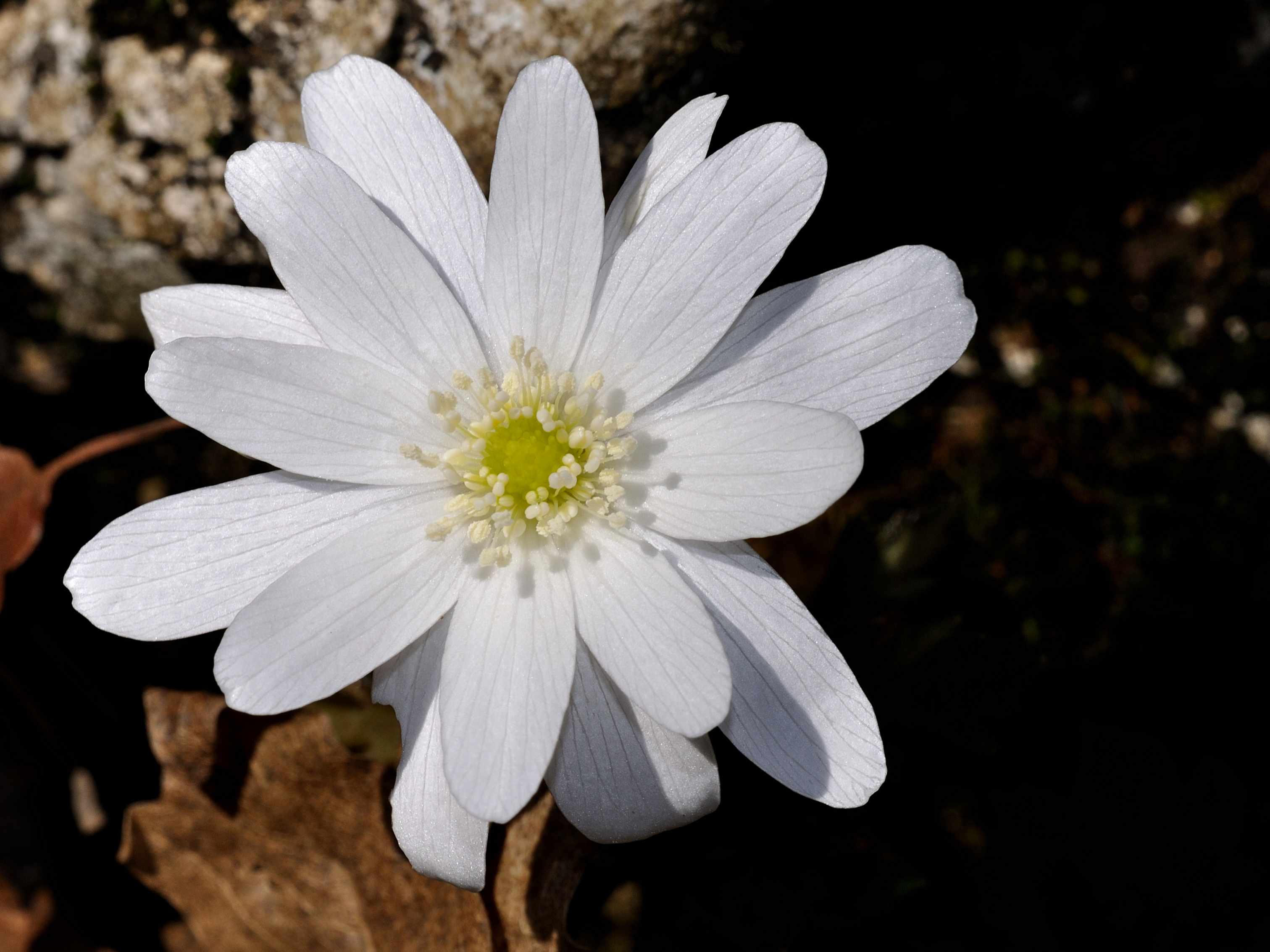 Anemone apennina