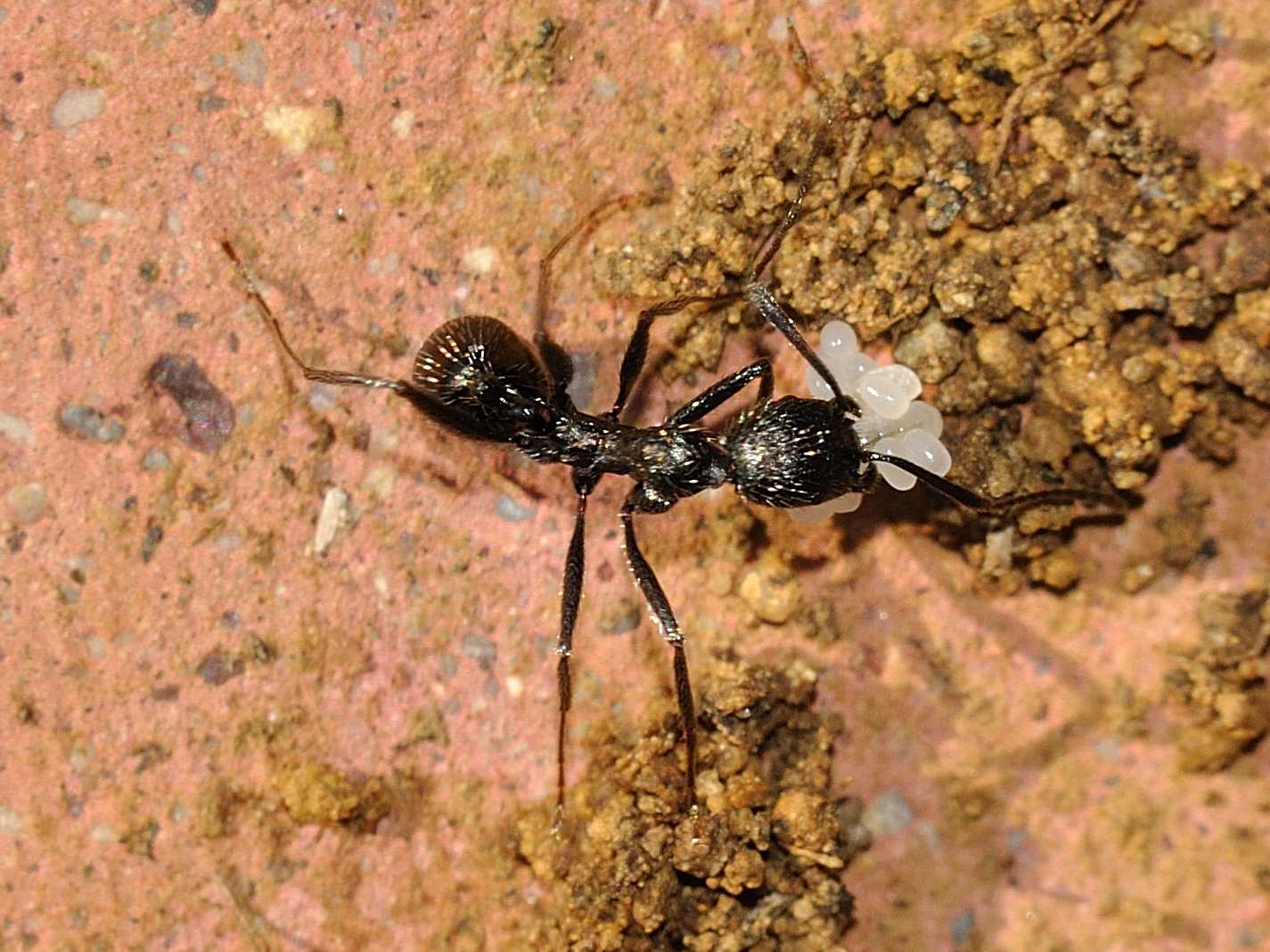 Aphaenogaster spinosa