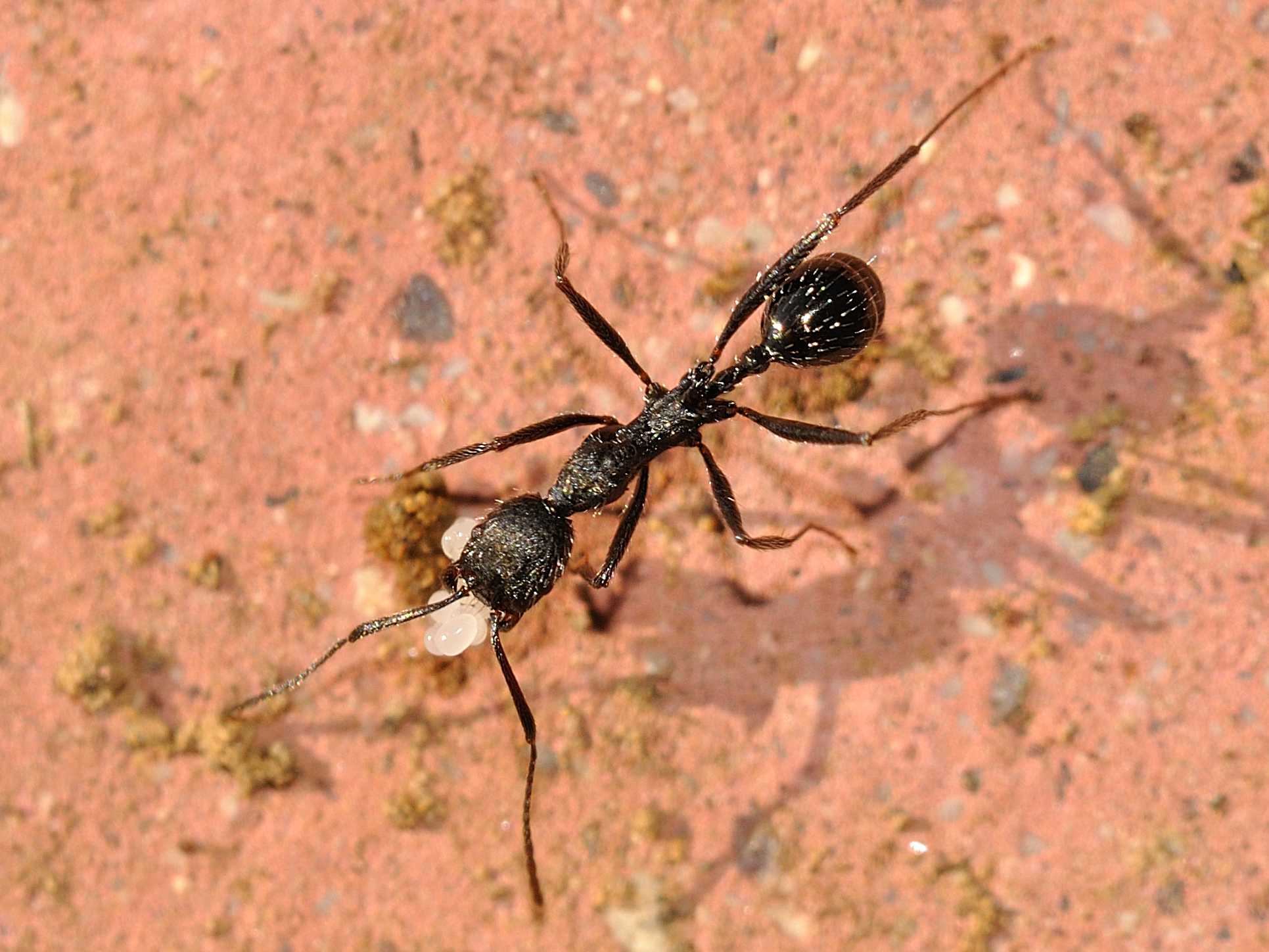 Aphaenogaster spinosa