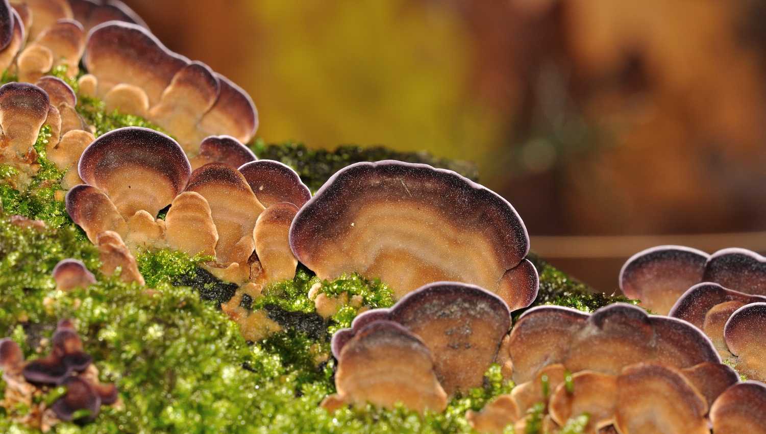 ID fungo n.4 del 13.12.2011 (Trichaptum biforme)