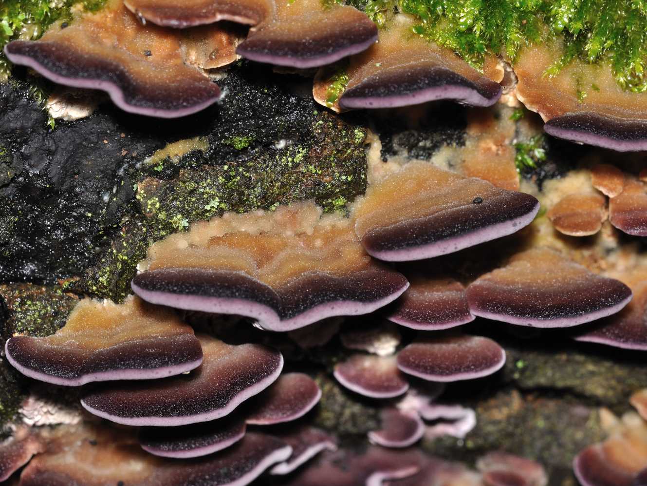 ID fungo n.4 del 13.12.2011 (Trichaptum biforme)