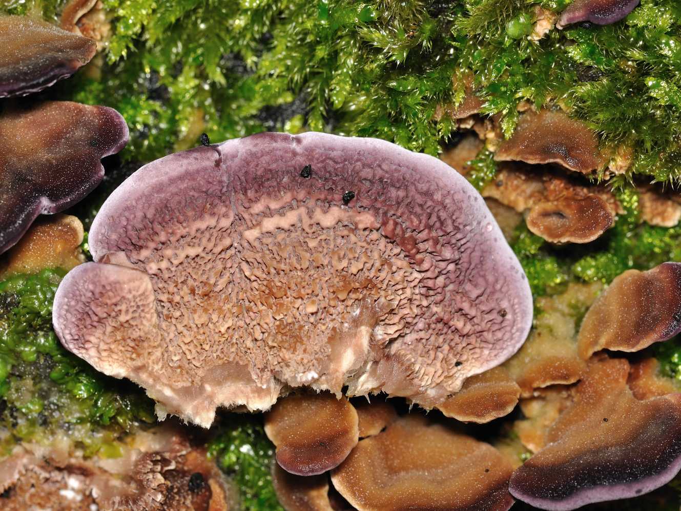 ID fungo n.4 del 13.12.2011 (Trichaptum biforme)