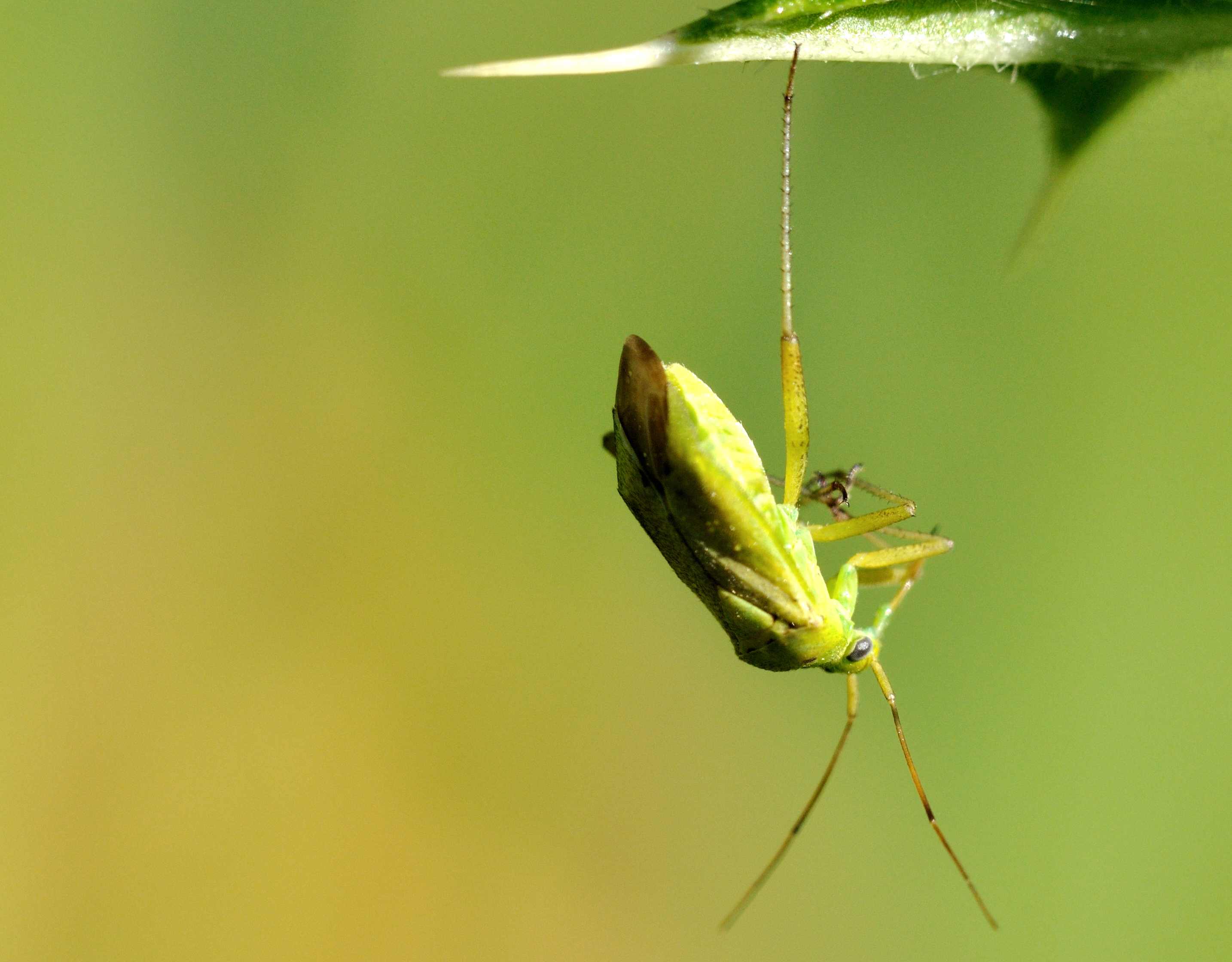 Miridae: Closterotomus norwegicus dell''Abruzzo (AQ)