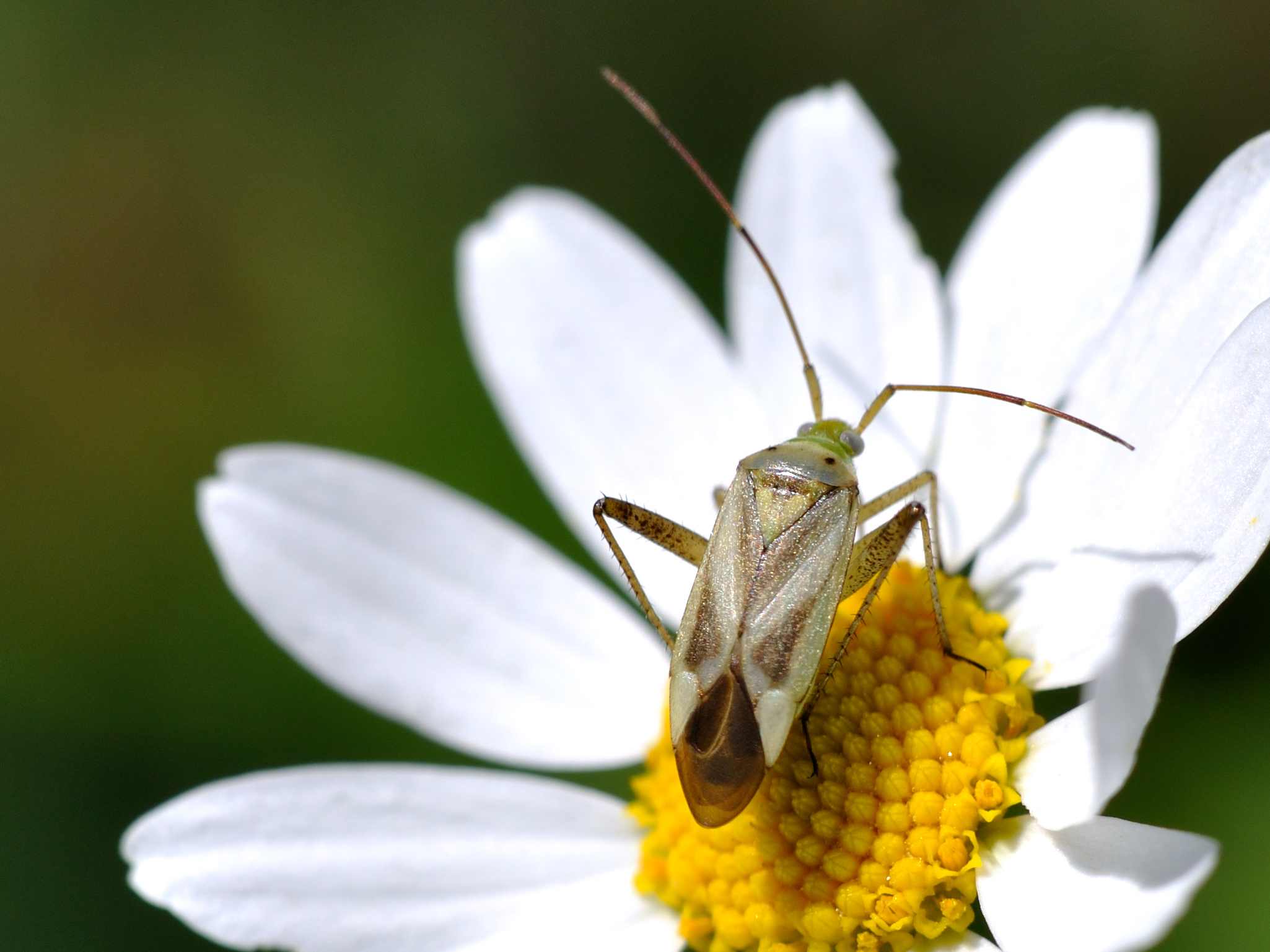 Miridae: Adelphocoris lineolatus dell''Abruzzo (AQ)
