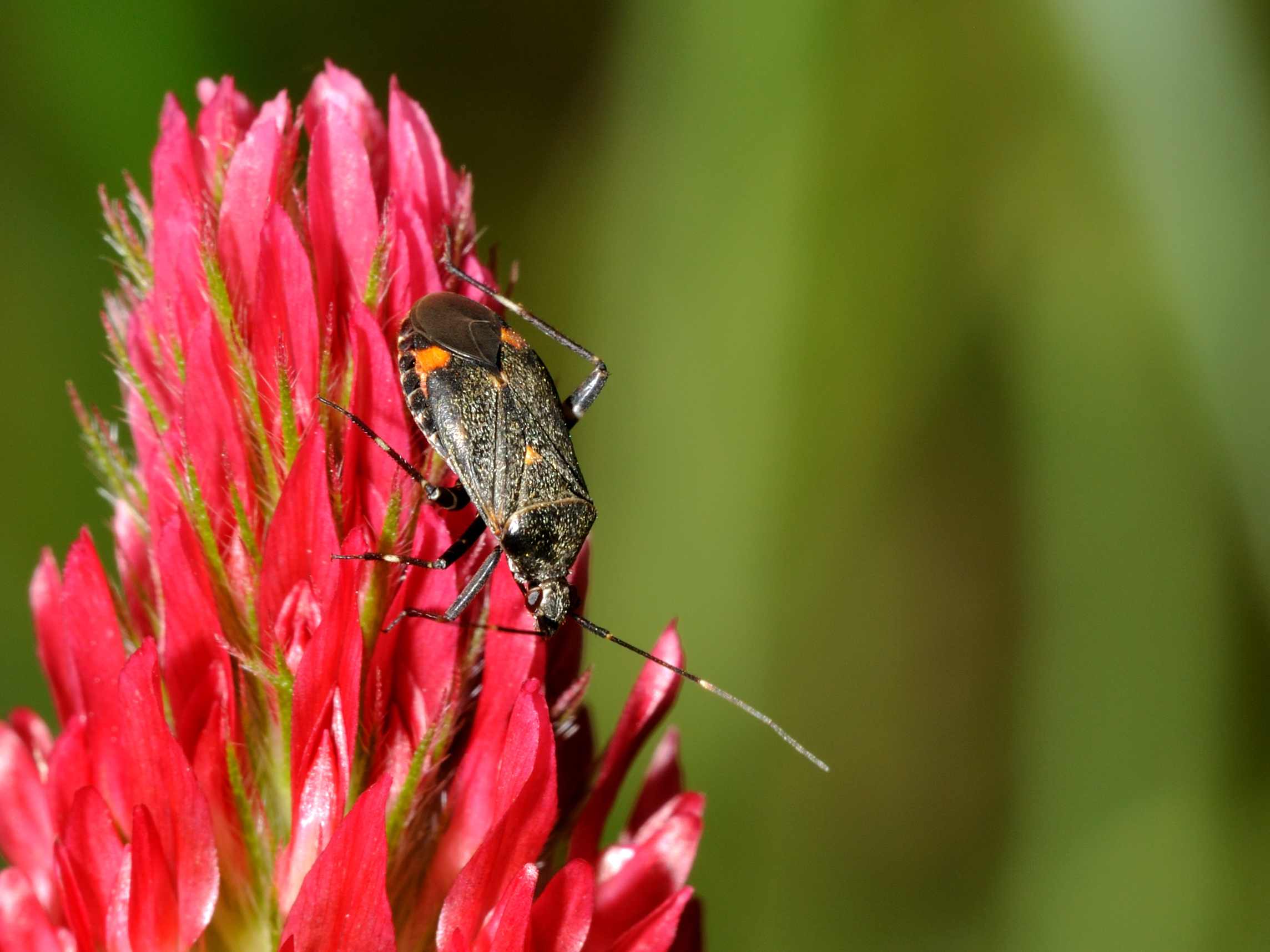 Miridae: Closterotomus cinctipes dell''Abruzzo (AQ)