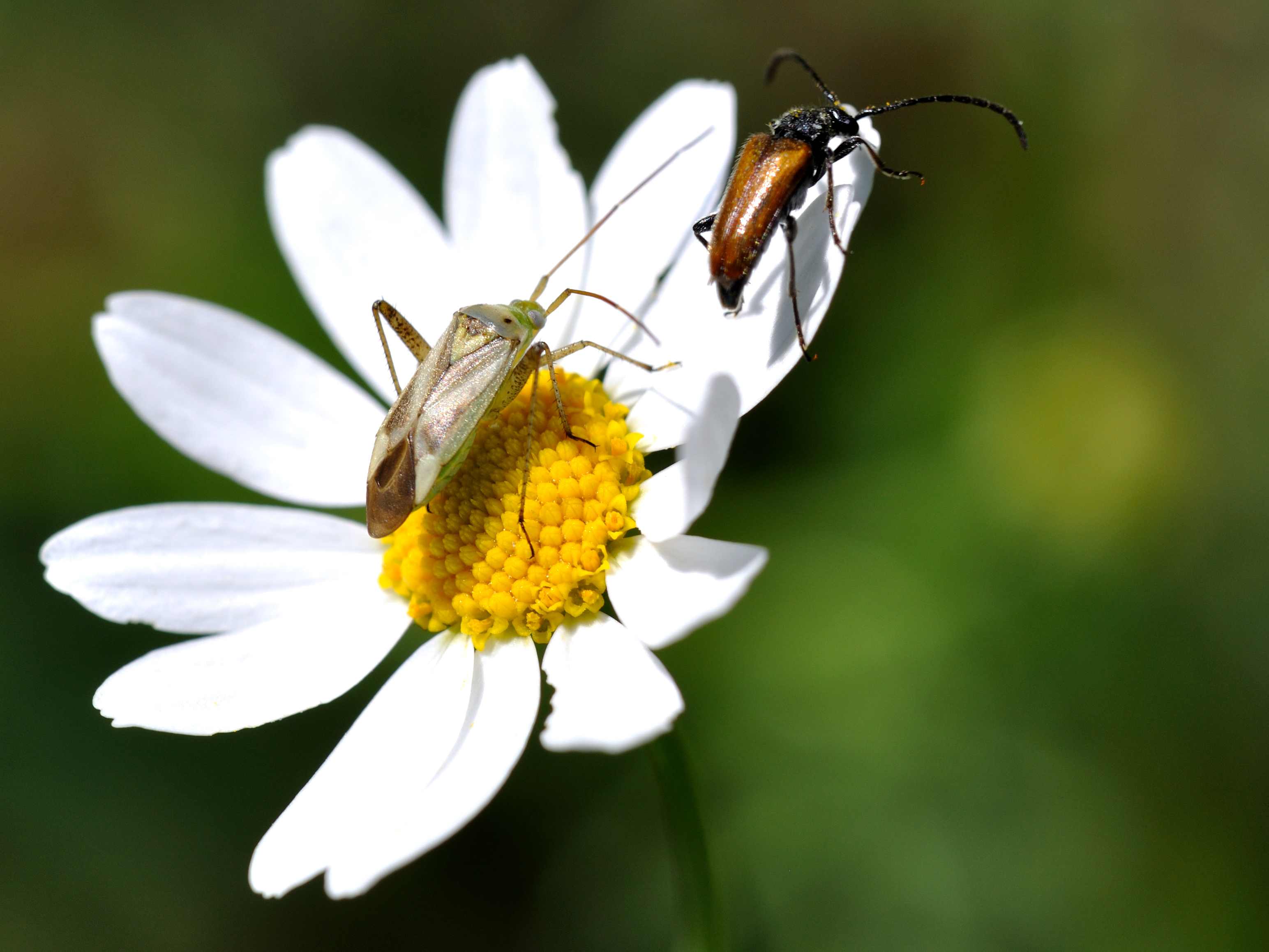 Stictoleptura? Pseudovadonia livida livida