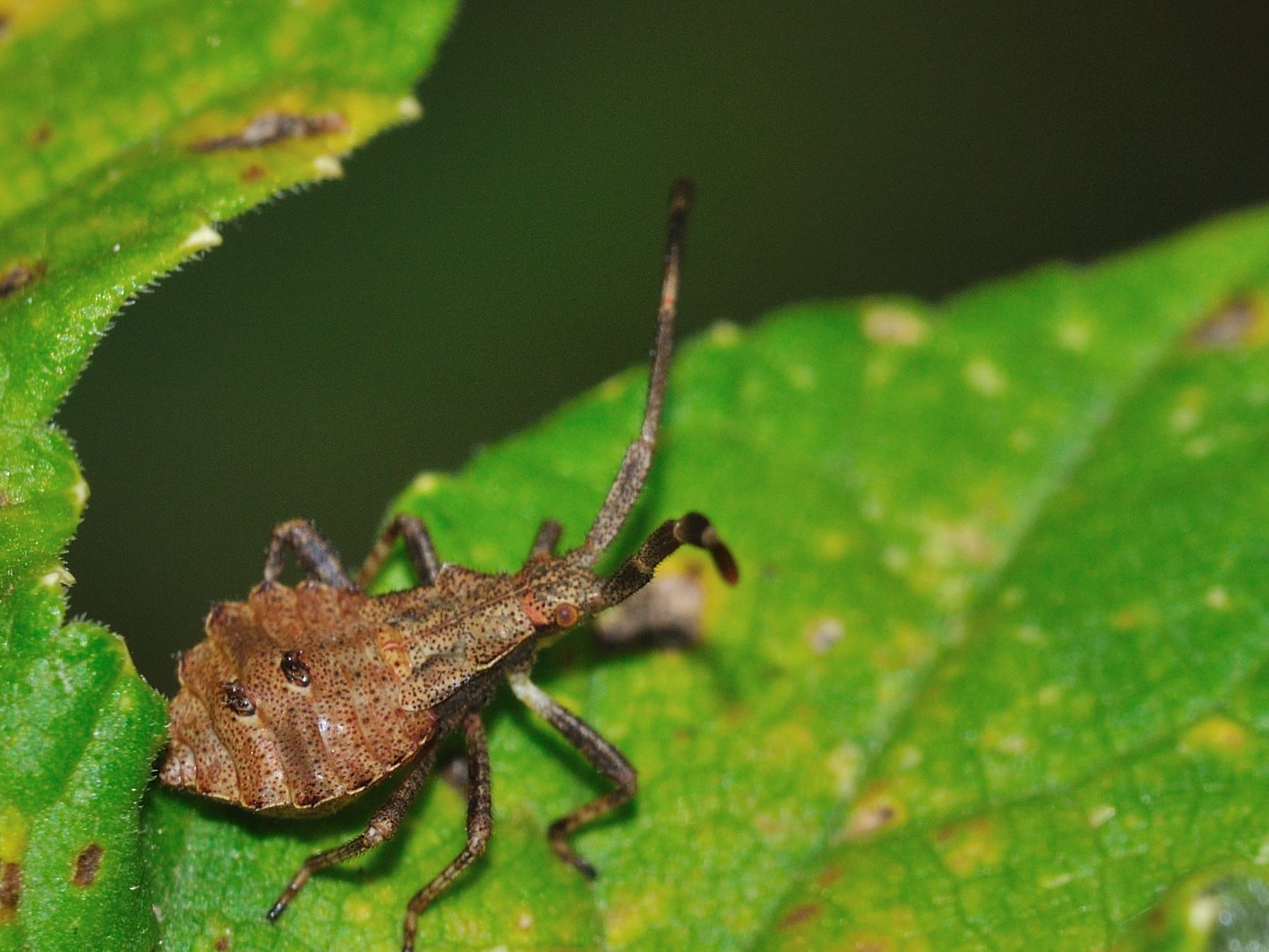 Coreidae: Coreus marginatus, ninfe dell''Abruzzo (AQ)