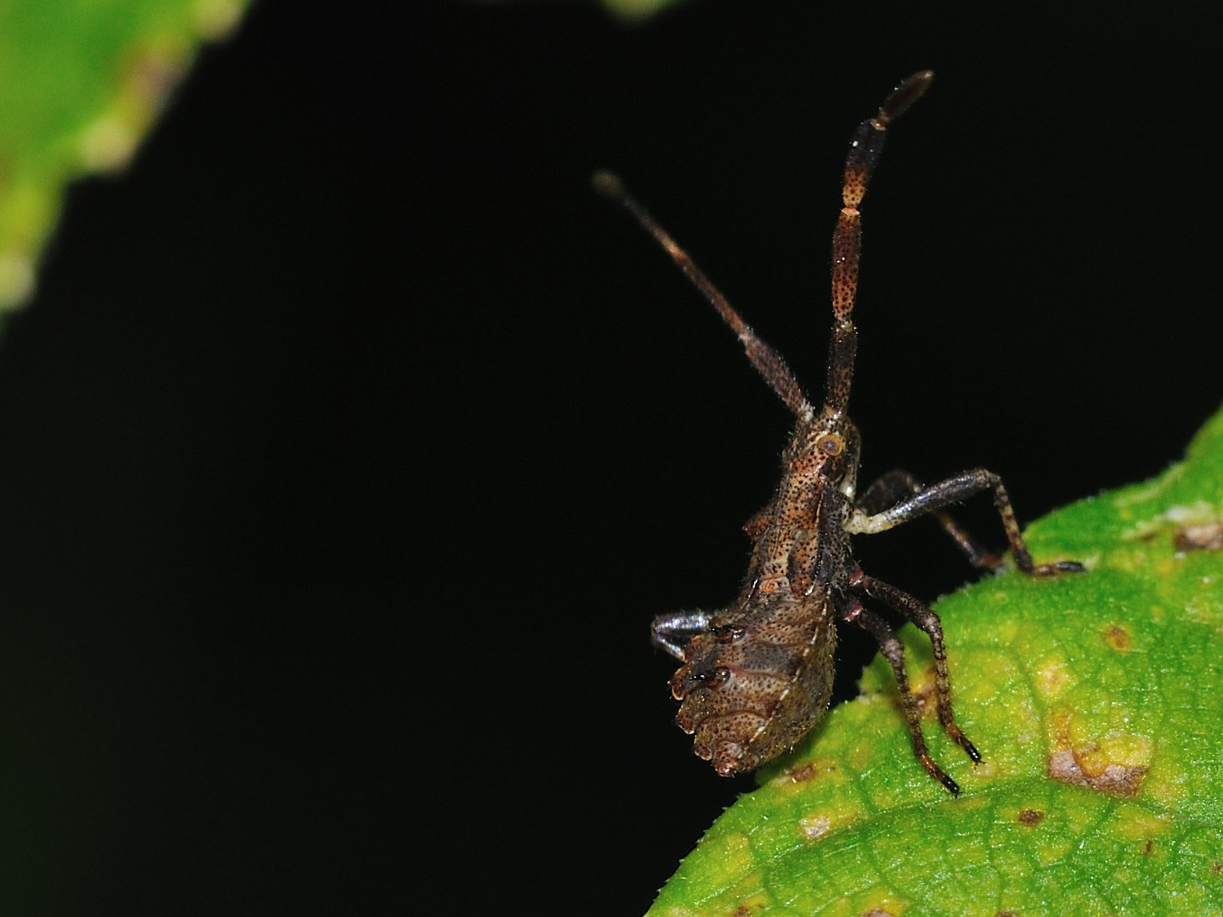 Coreidae: Coreus marginatus, ninfe dell''Abruzzo (AQ)