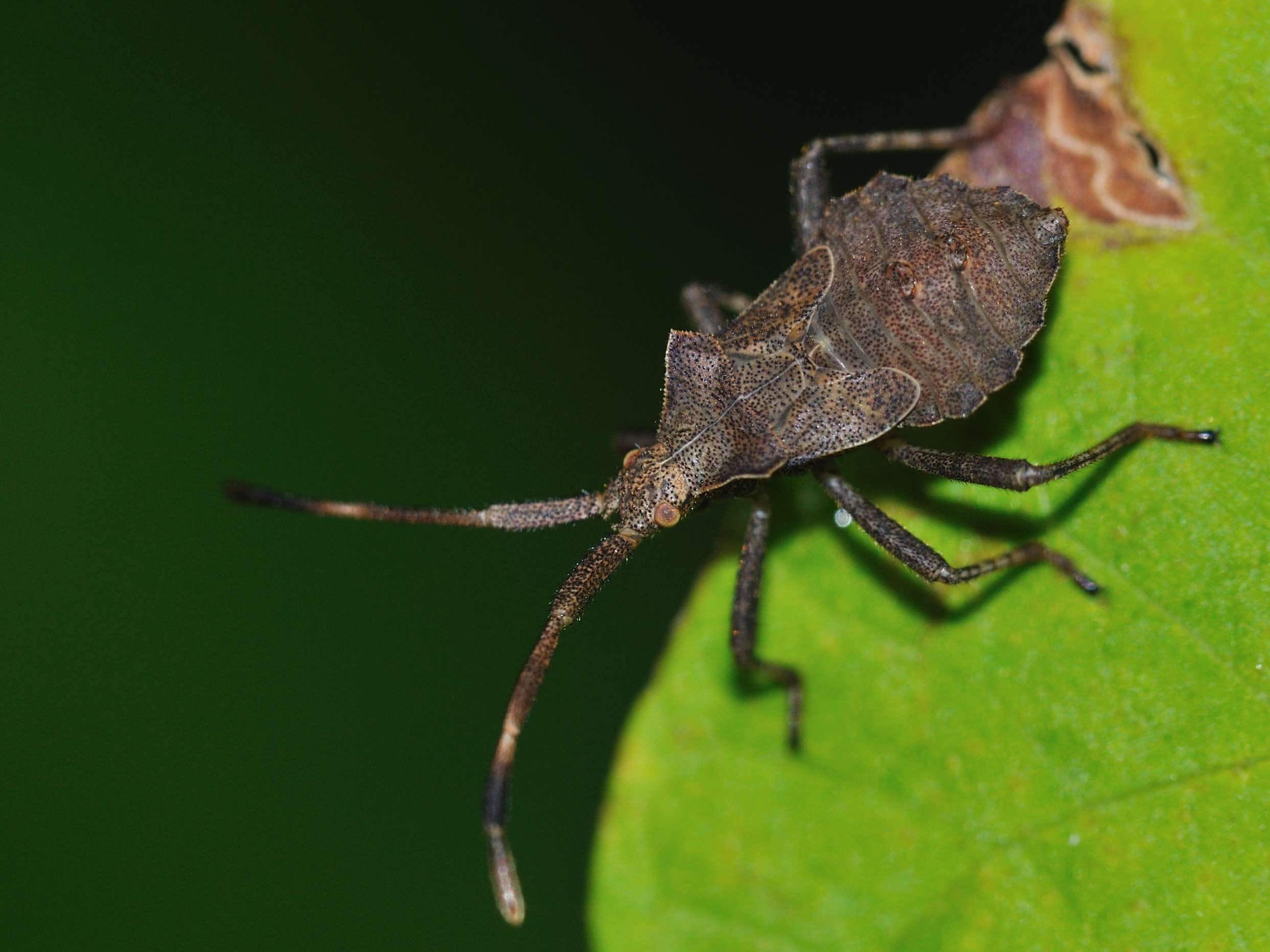 Coreidae: Coreus marginatus, ninfe dell''Abruzzo (AQ)