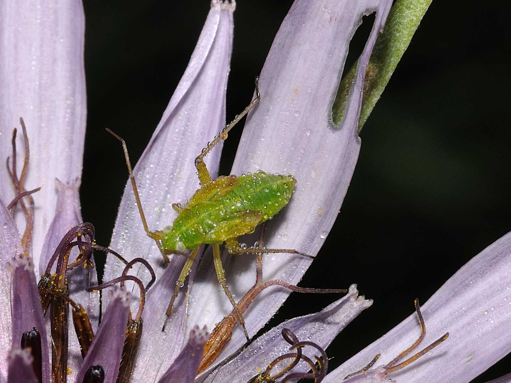 Miridae: ninfa di Closterotomus sp. dell''Abruzzo (AQ)