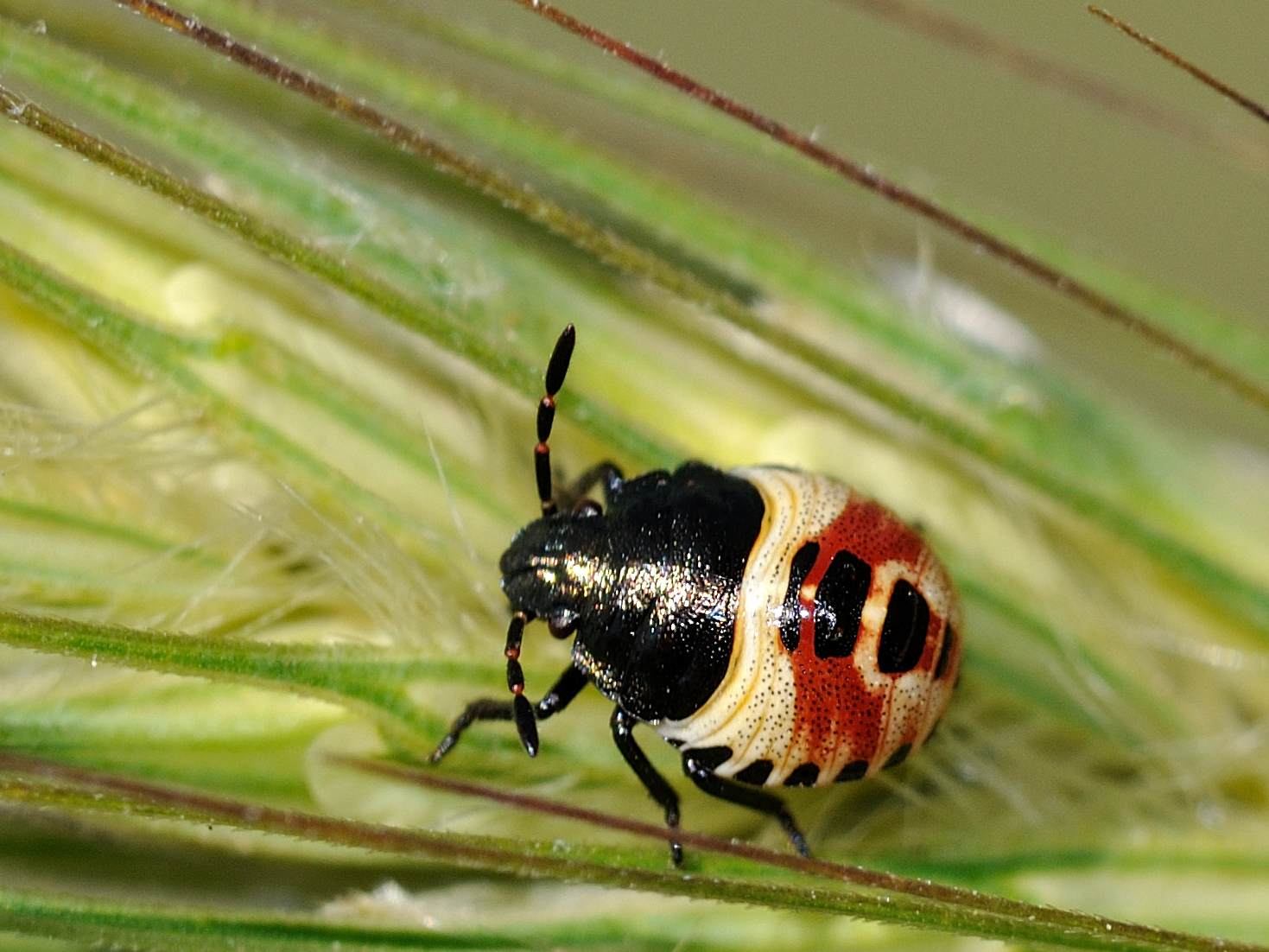 Pentatomidae: neanide di Caropocoris sp. dell''Abruzzo