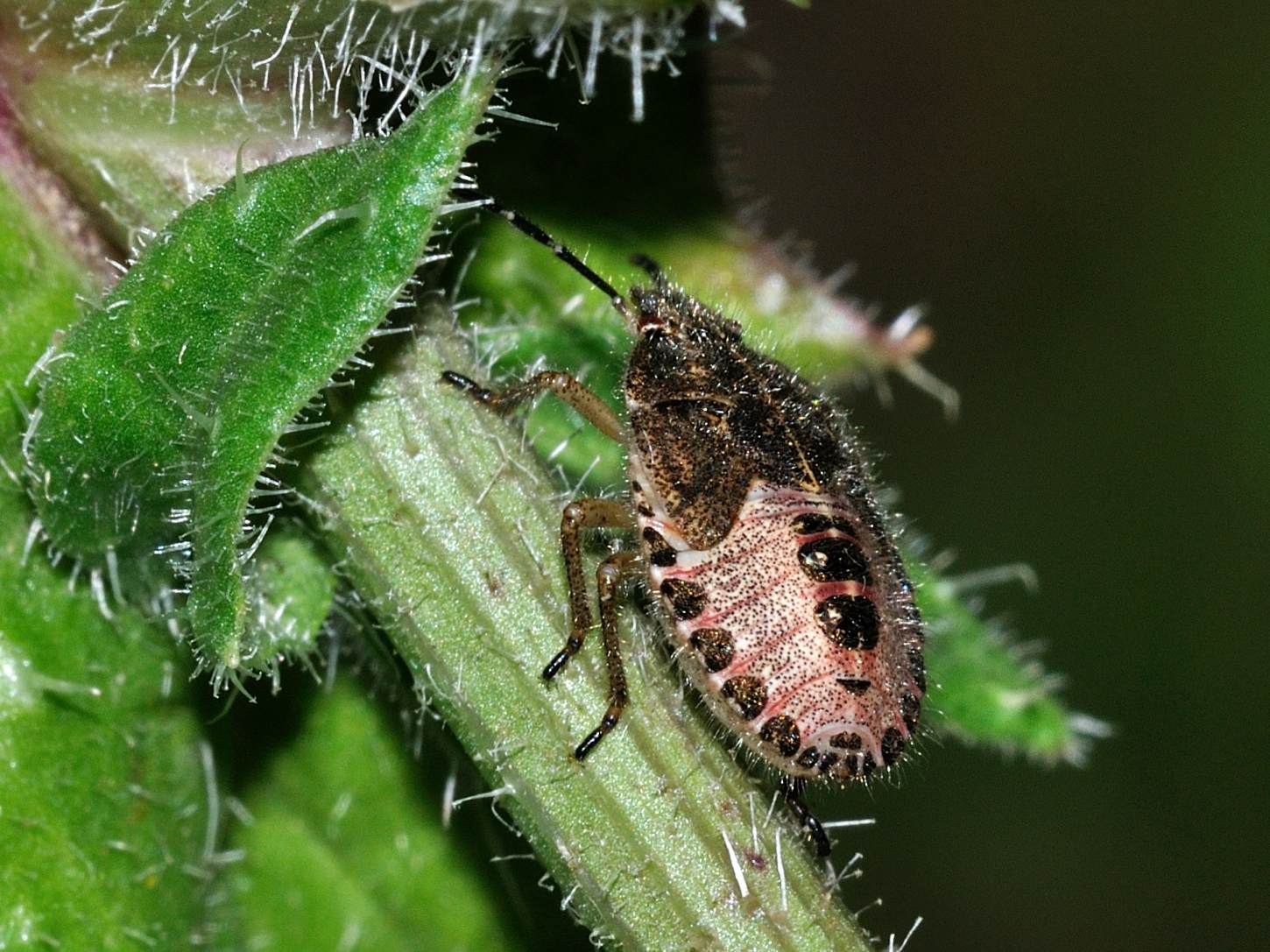 Pentatomidae: ninfa di Dolycoris baccarum del Lazio (RM)