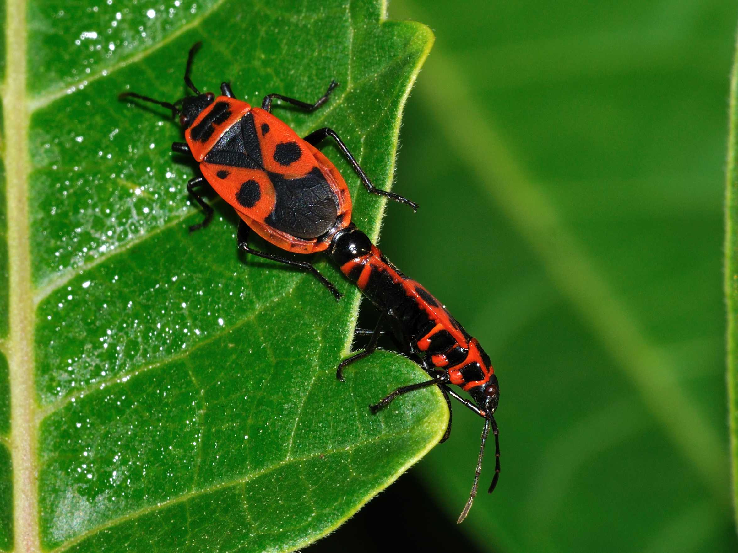 Pyrrhocoridae: Pyrrhocoris apterus f.pennata d''Abruzzo (AQ)