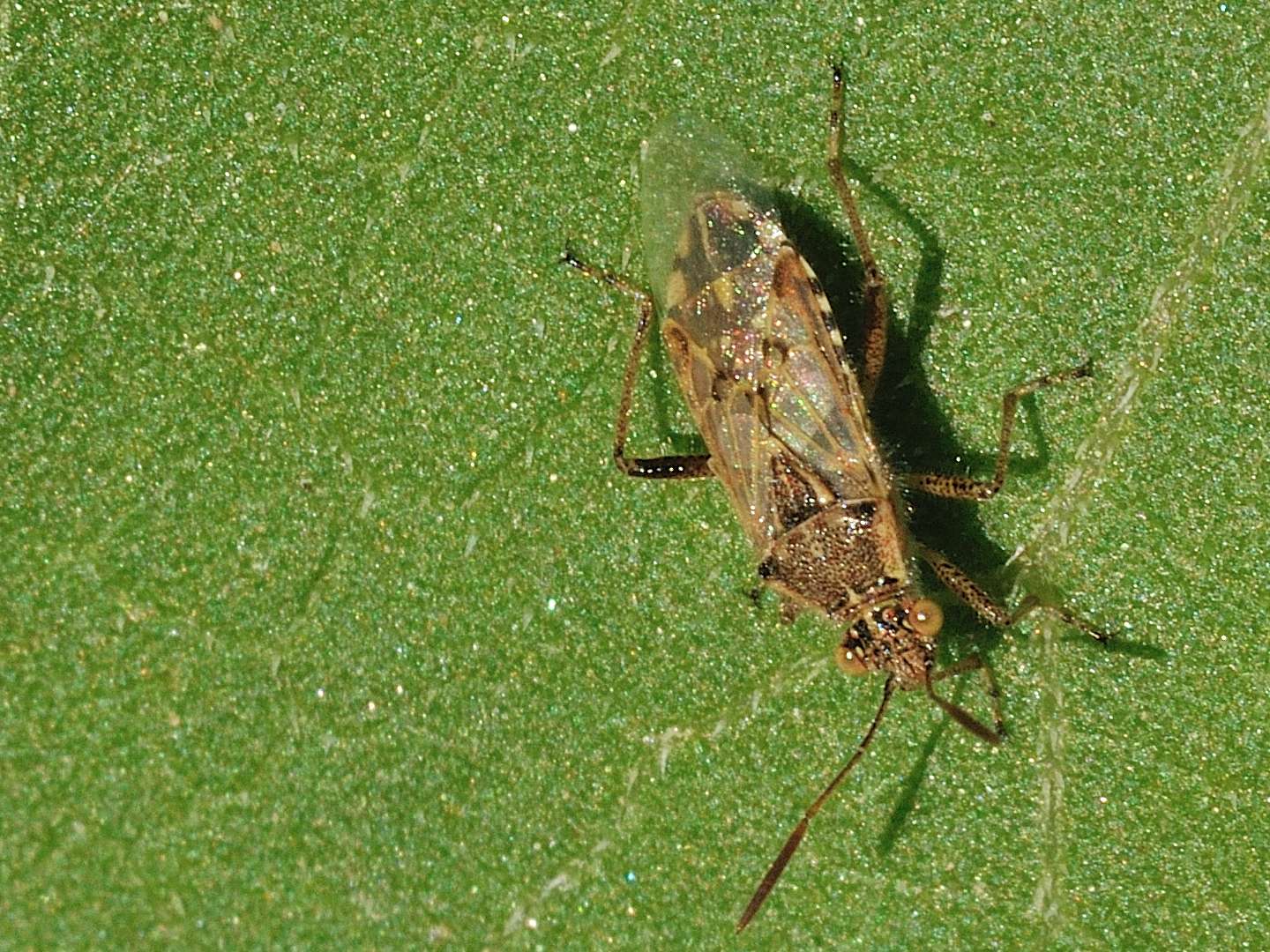 ID Heteroptera