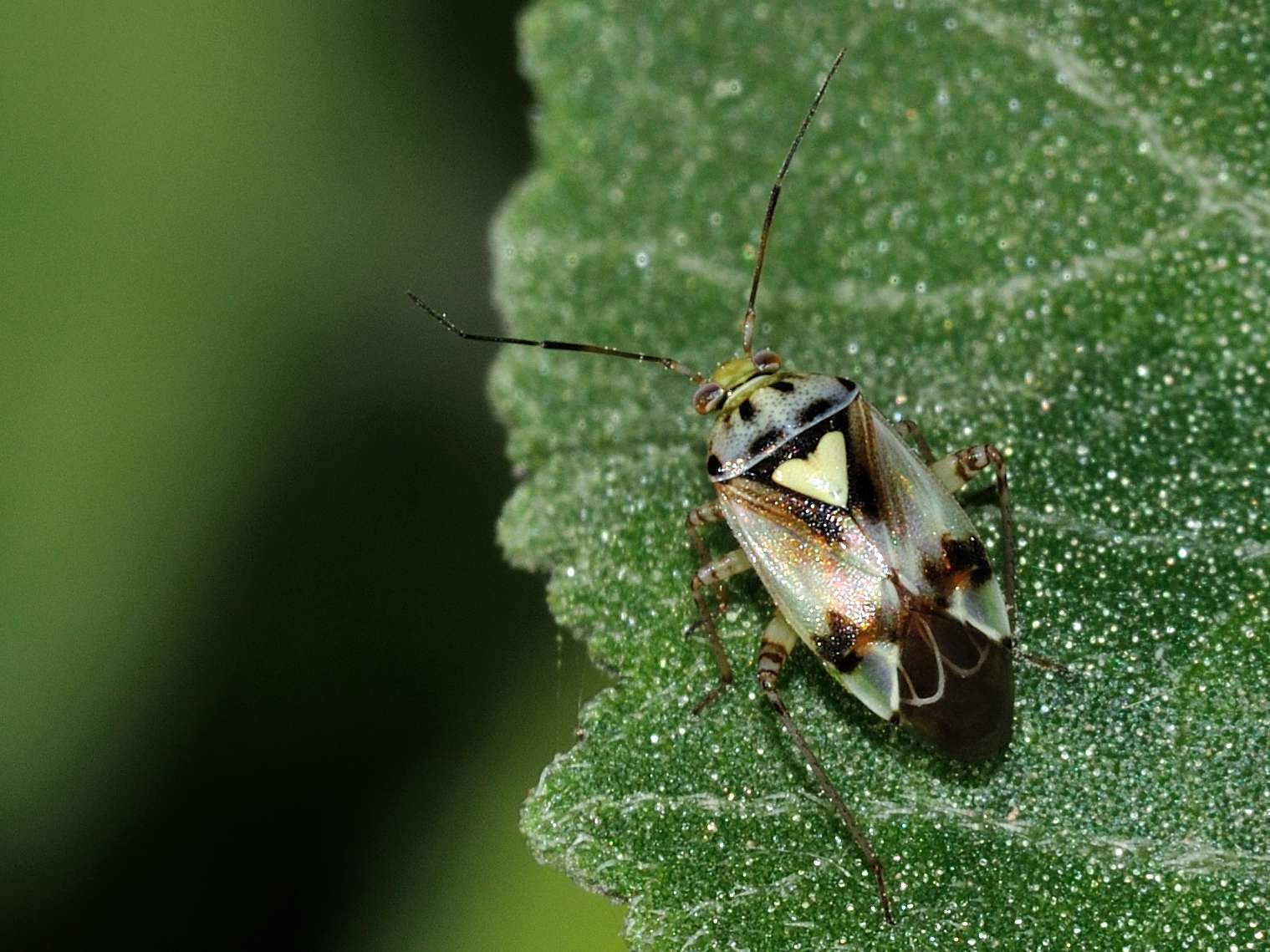 Miridae: Lygus cf gemellatus di Mentana (RM)