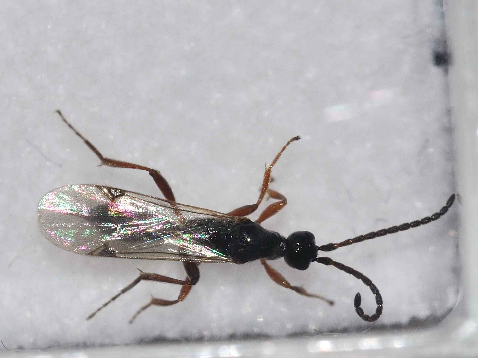 Proctotrupidae