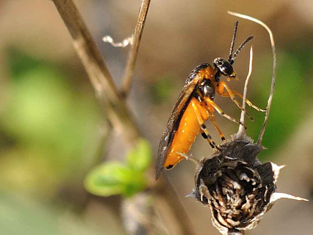 ID Tenthredinidae